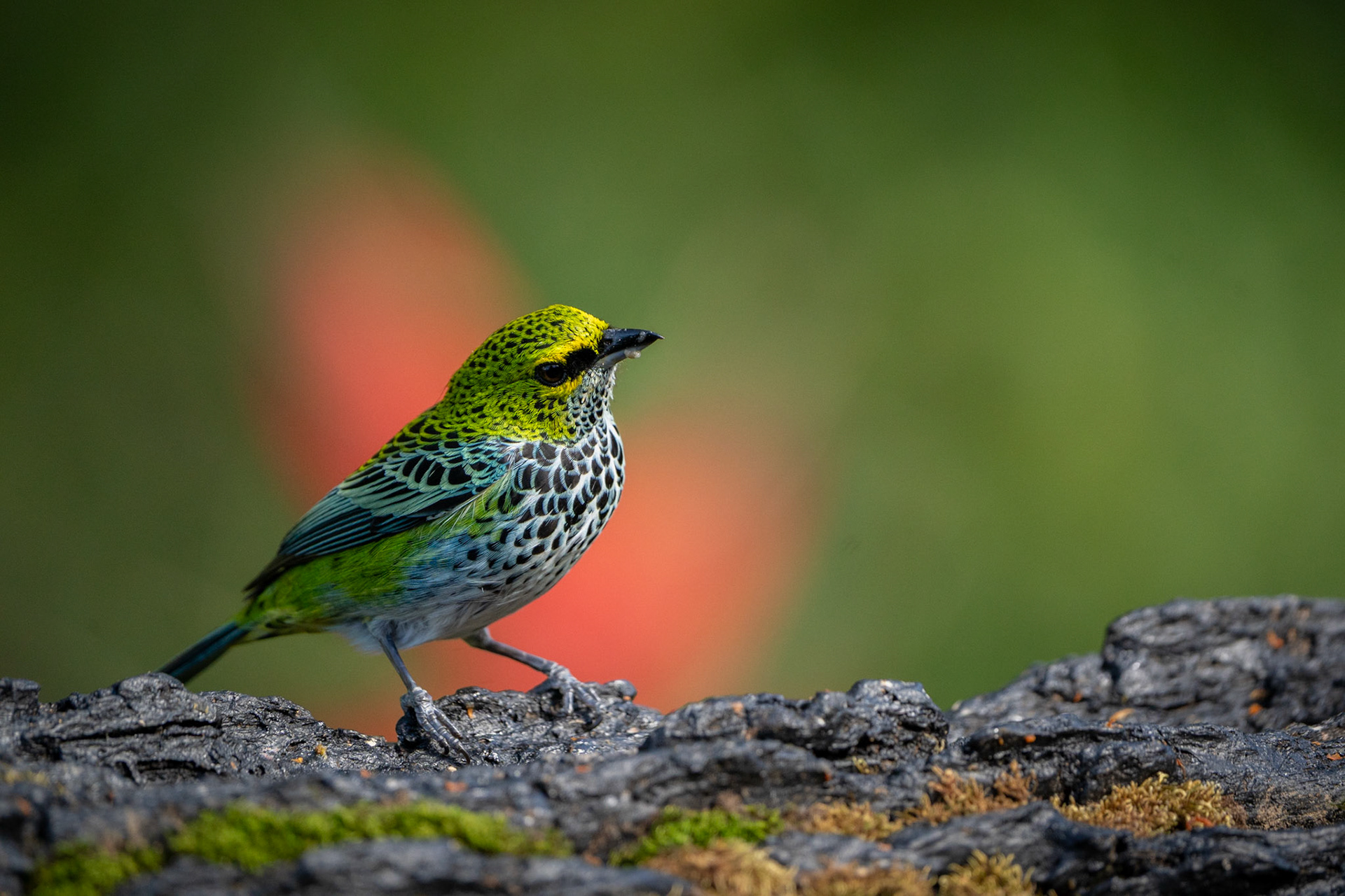 Speckled Tanager | San Gerardo de Rivas