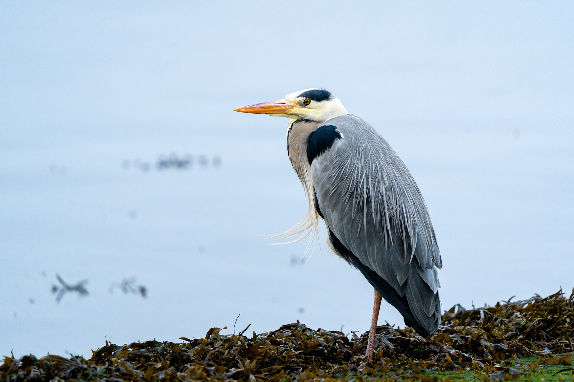 Grey Heron | Kinvarra, Co. Galway