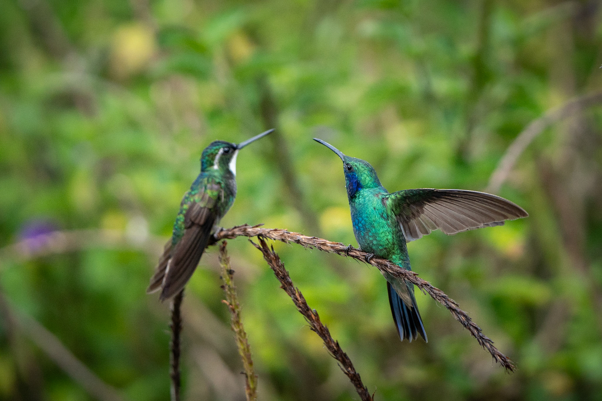 Hummingbirds | San Gerardo de Dota