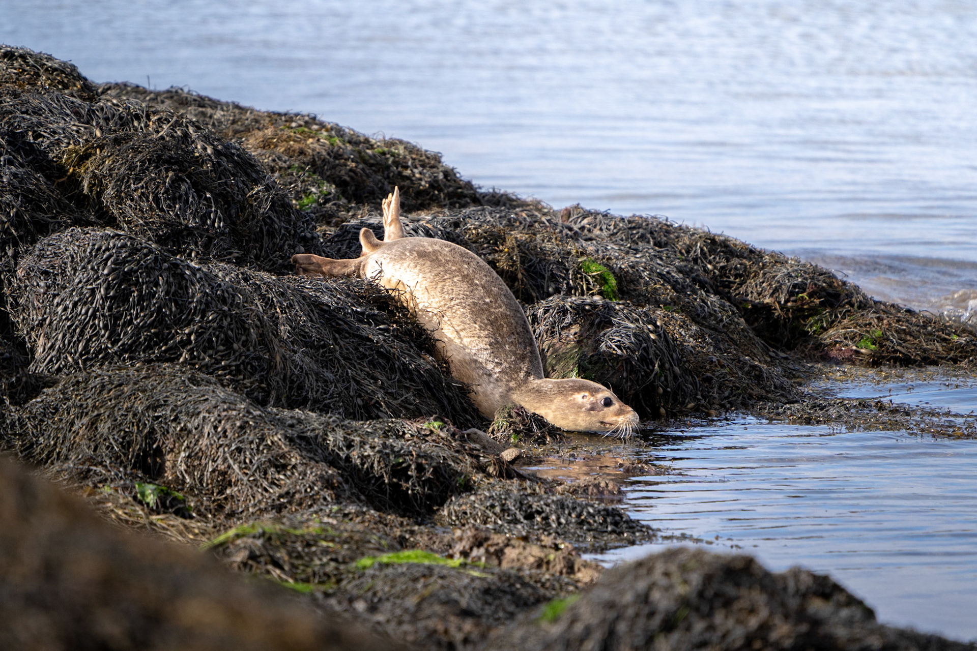 Common Seal Pup | Connemara, Co. Galway