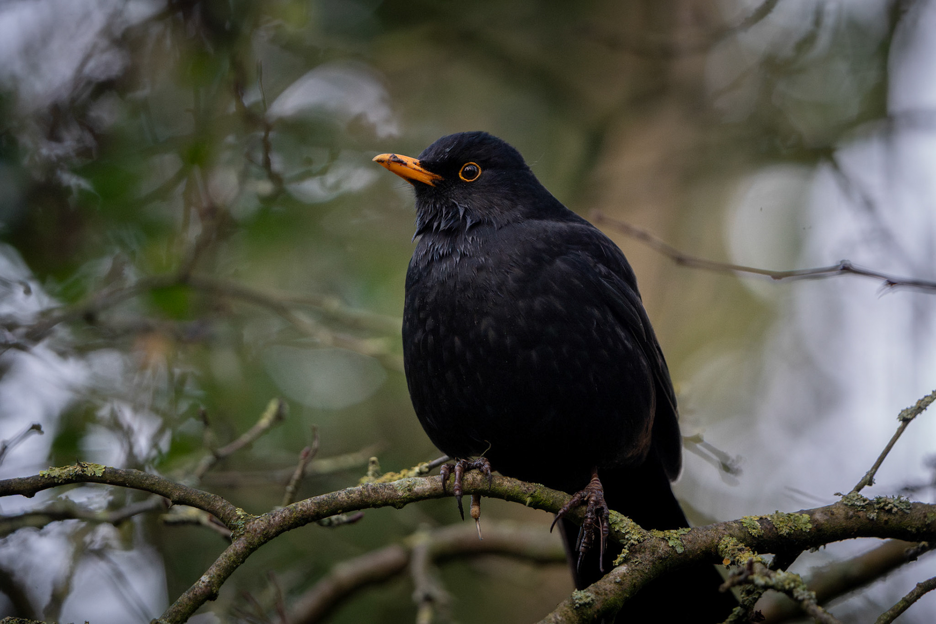Common Blackbird | Inch Wildfowl Reserve, Co. Donegal