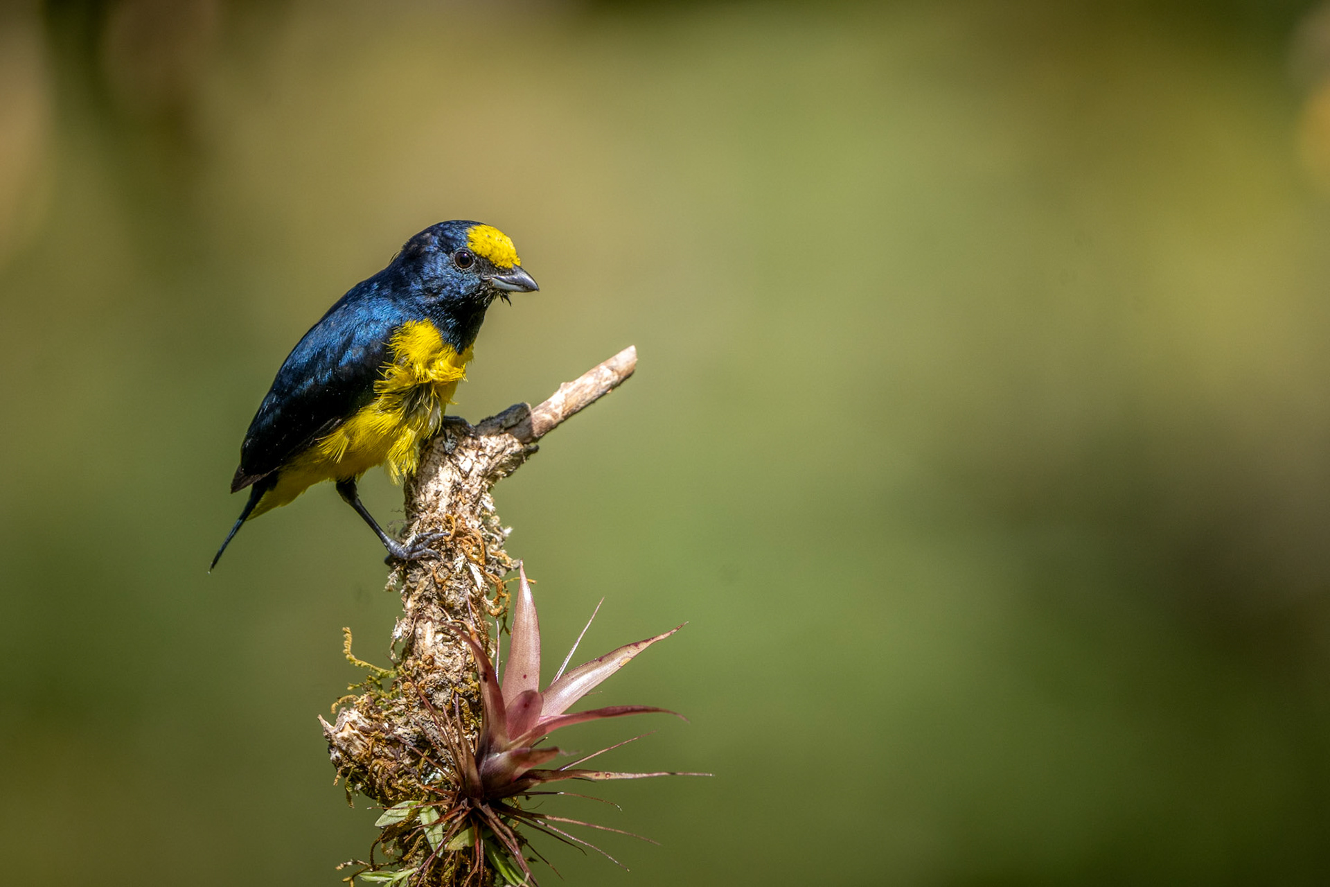 Scrub Euphonia | San Gerardo de Rivas