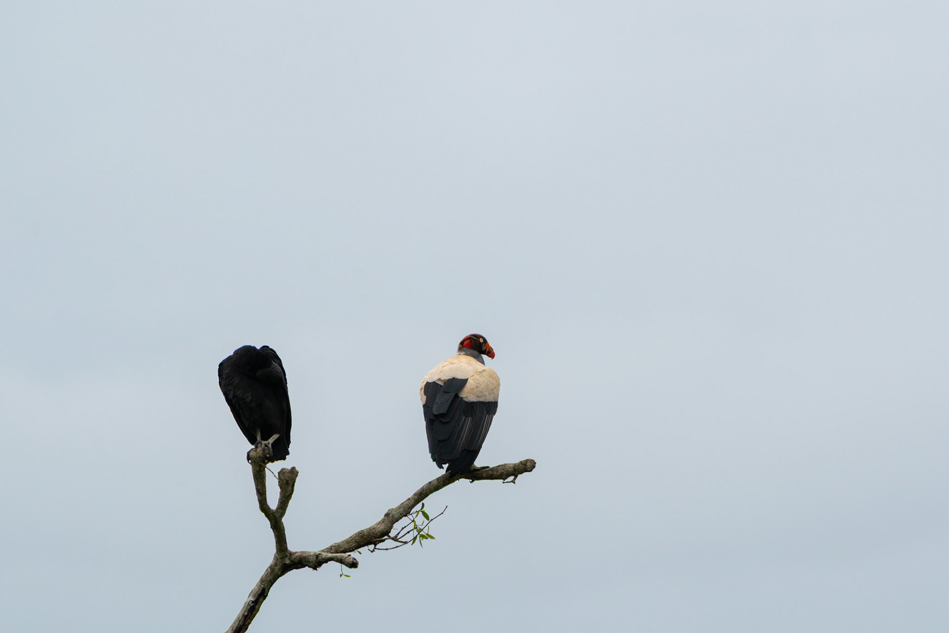 King Vulture | Río Nuevo, Osa Peninsula