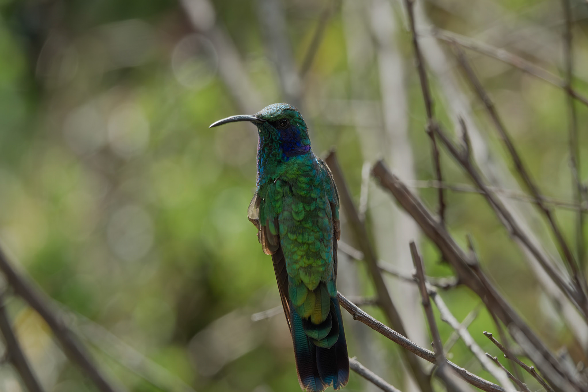Hummingbird | San Gerardo de Dota