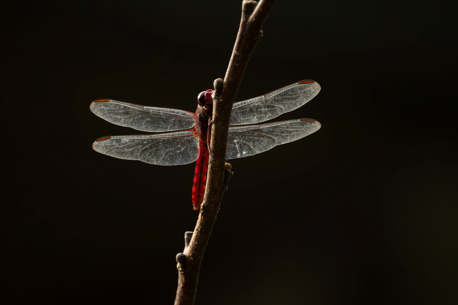 Dragonfly | Osa Peninsula