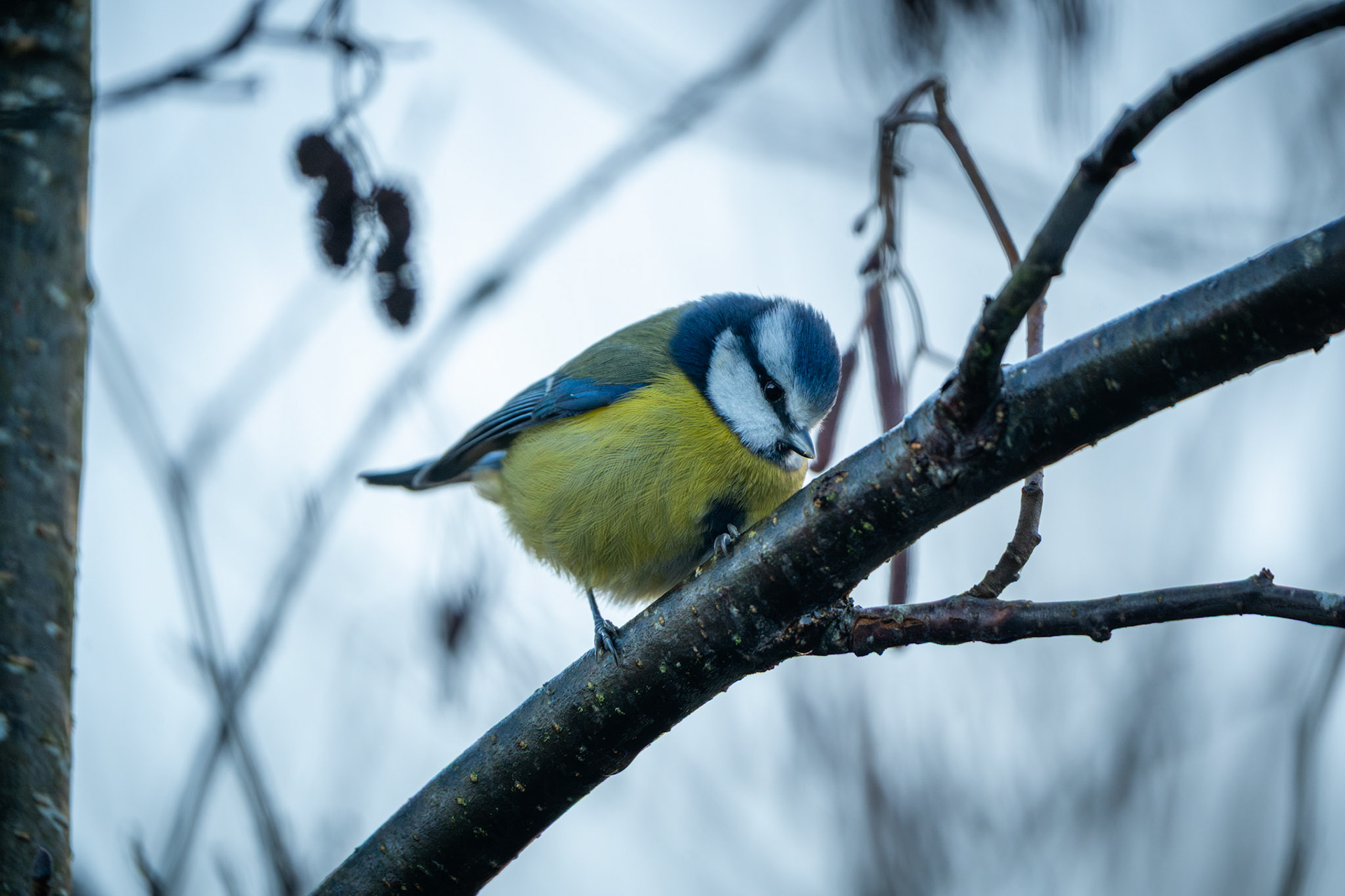 Blue Tit | Inch Wildfowl Reserve, Co. Donegal