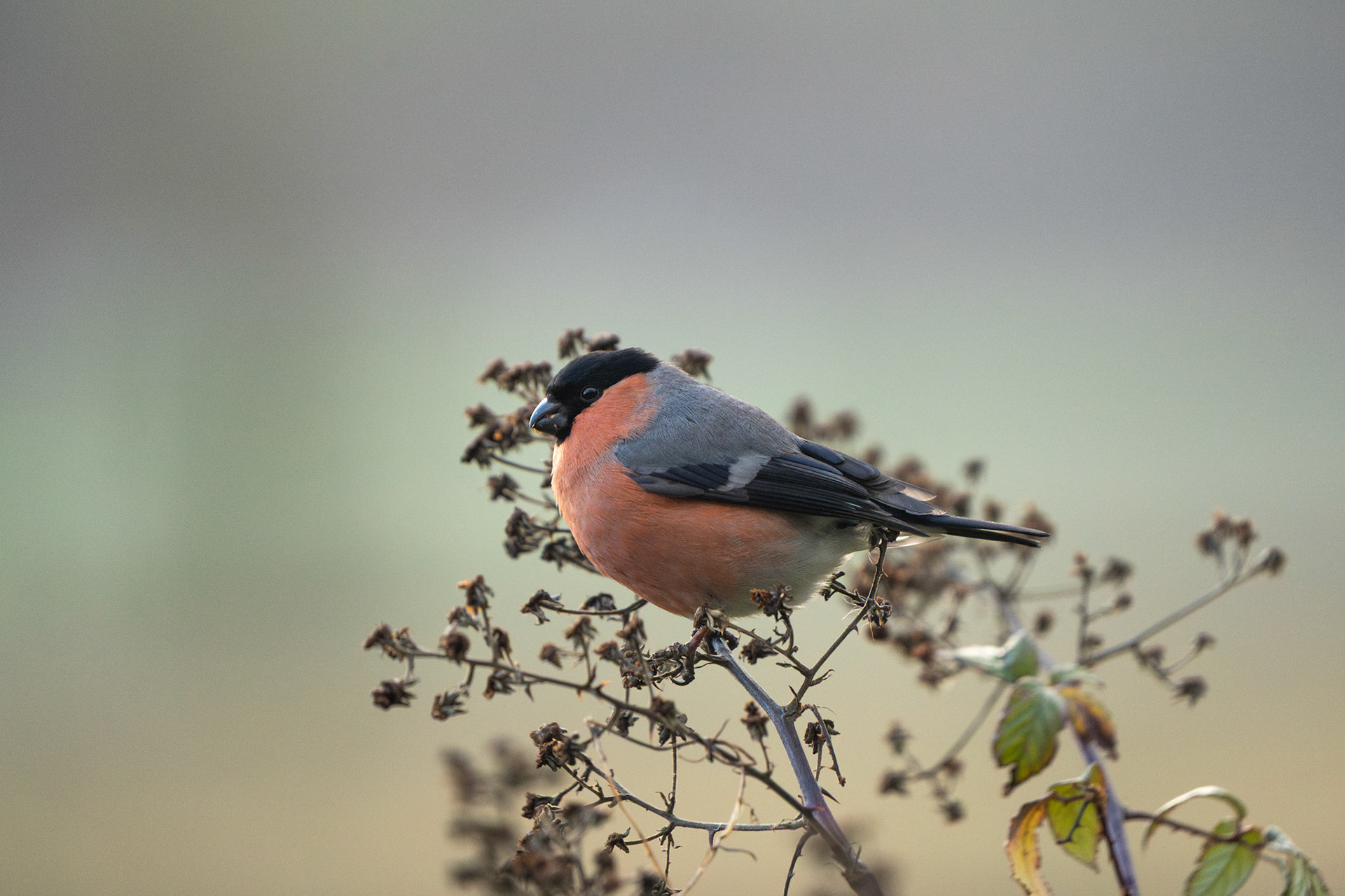 Eurasian Bullfinch (Male) | Inch Wildfowl Reserve, Co. Donegal
