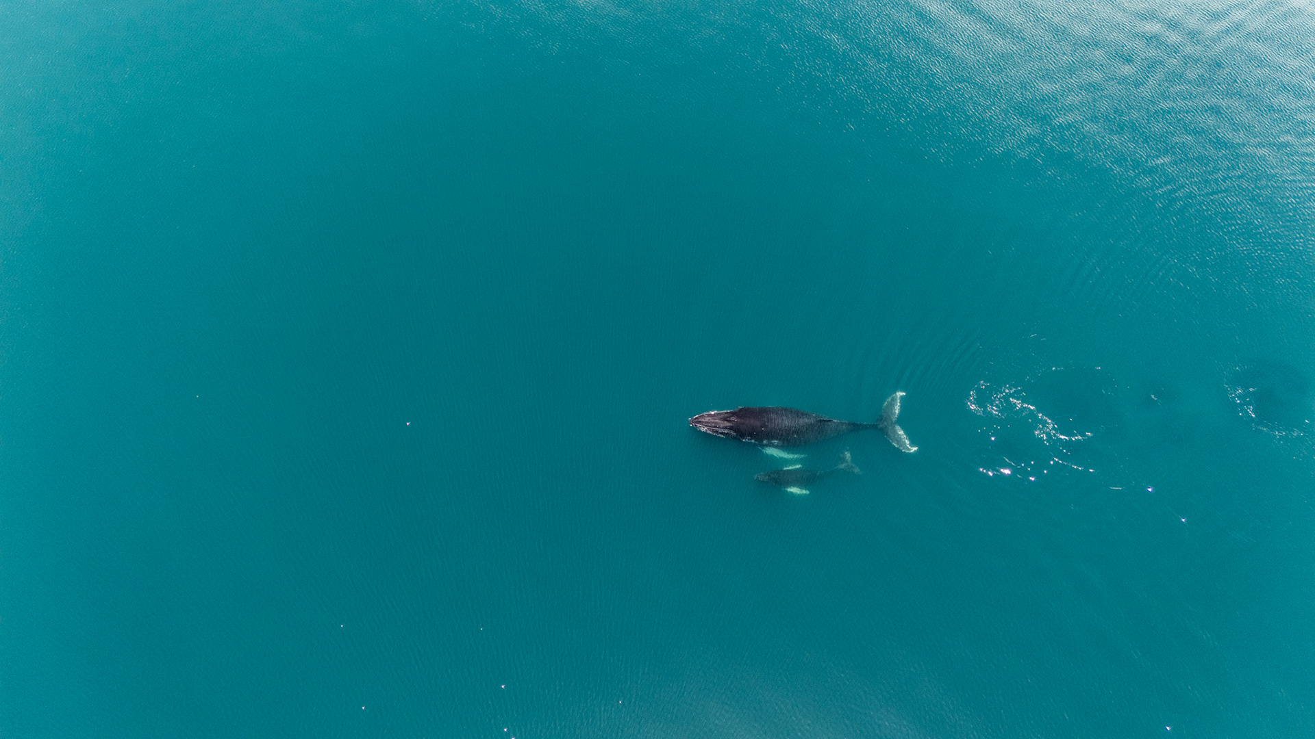 Humpback Whales | Golfo Dulce, Costa Rica
