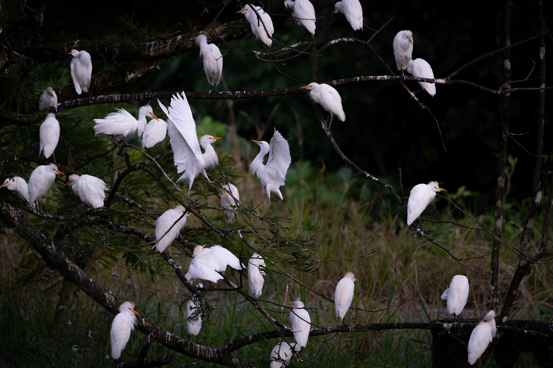 Western Cattle Egrets | Playa Blanca, Osa Peninsula