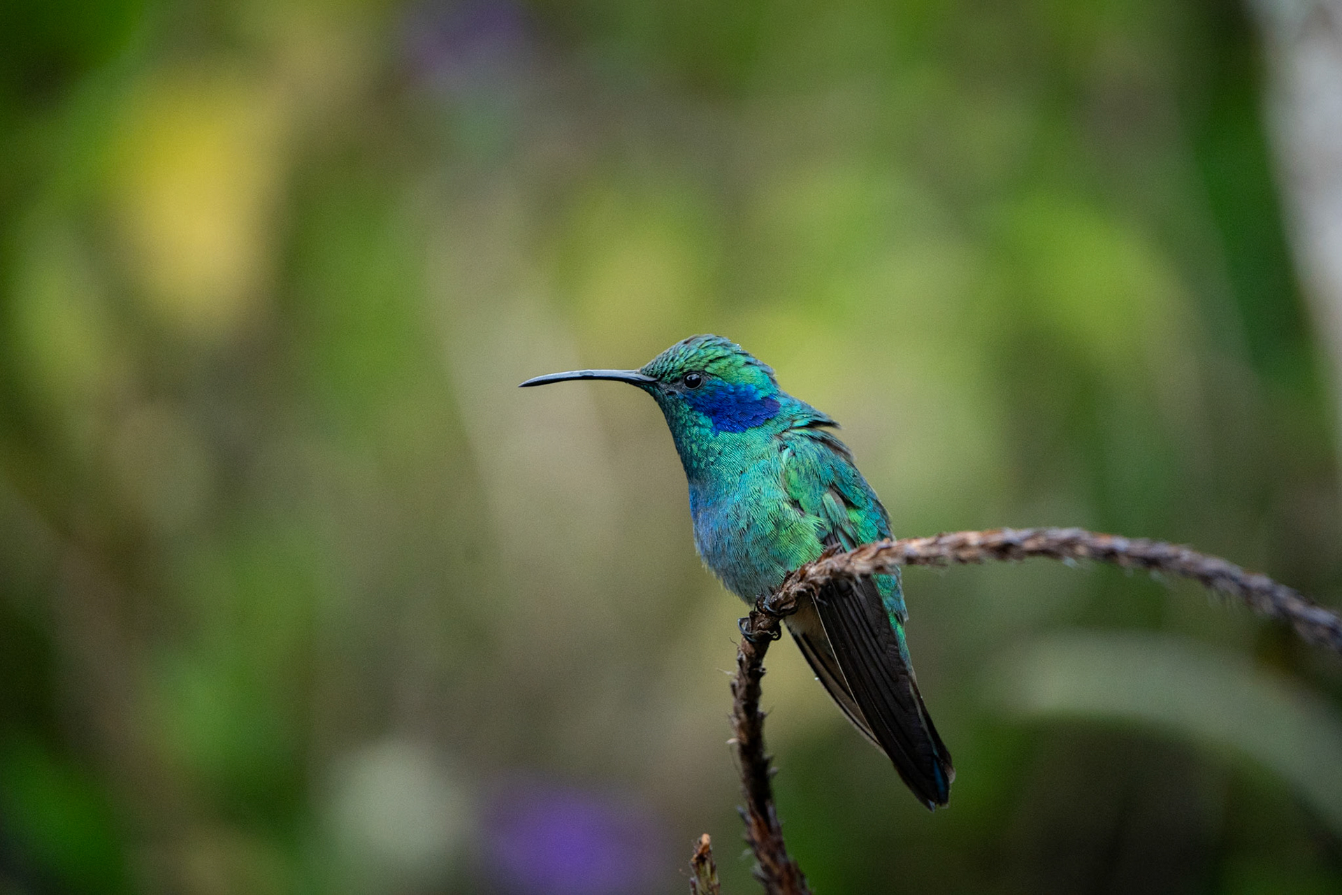 Mountain Violetear | San Gerardo de Dota