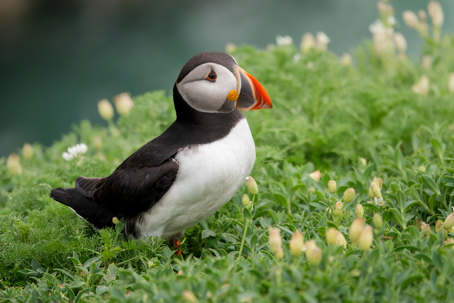 Alantic Puffin | Great Saltee Island, Co. Wexford