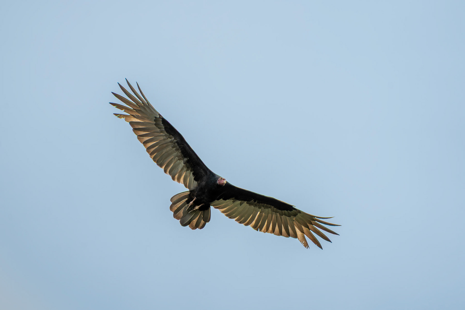 Turkey Vulture | Río Nuevo, Osa Peninsula