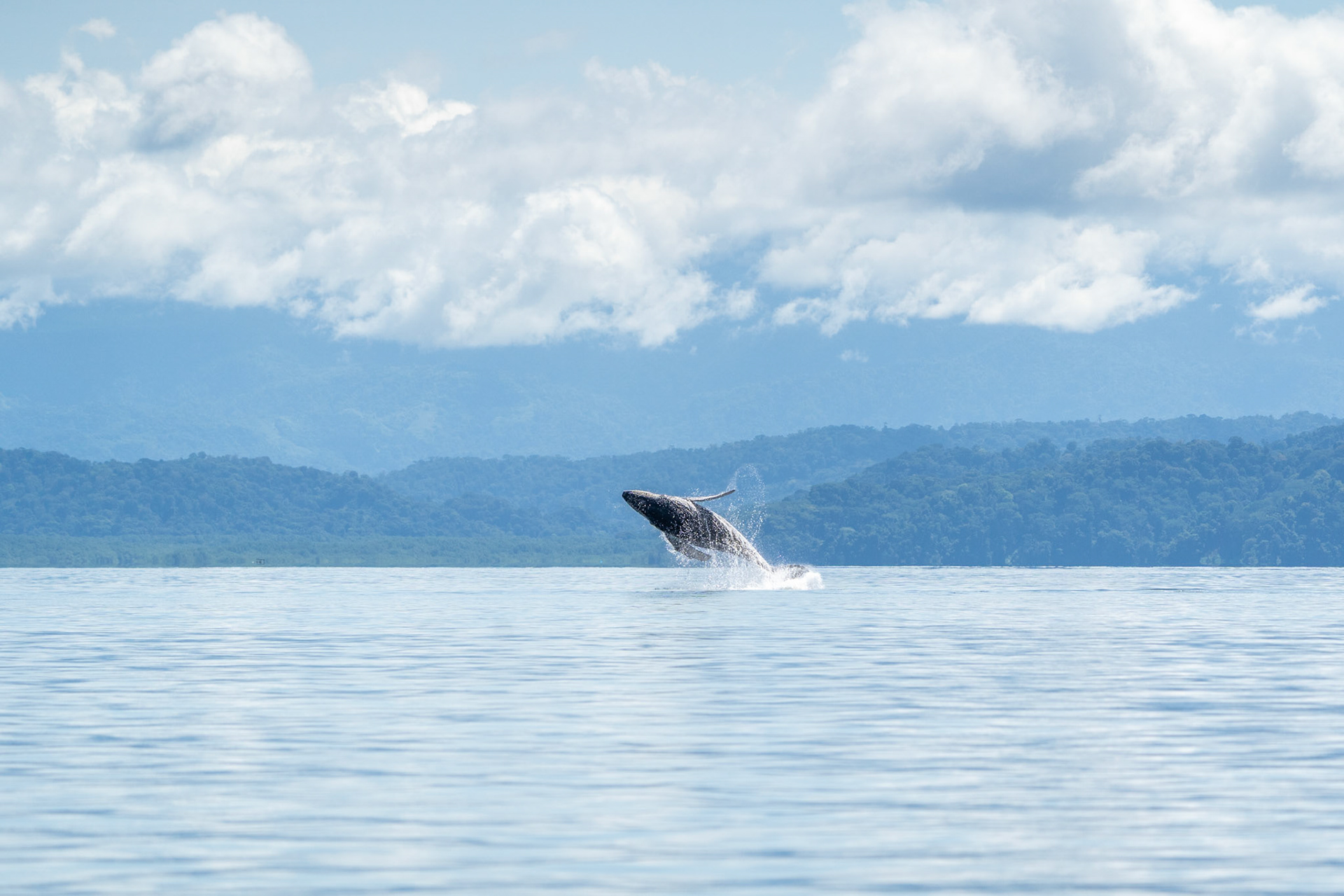 Humpback Whale | Golfo Dulce, Osa Peninsula