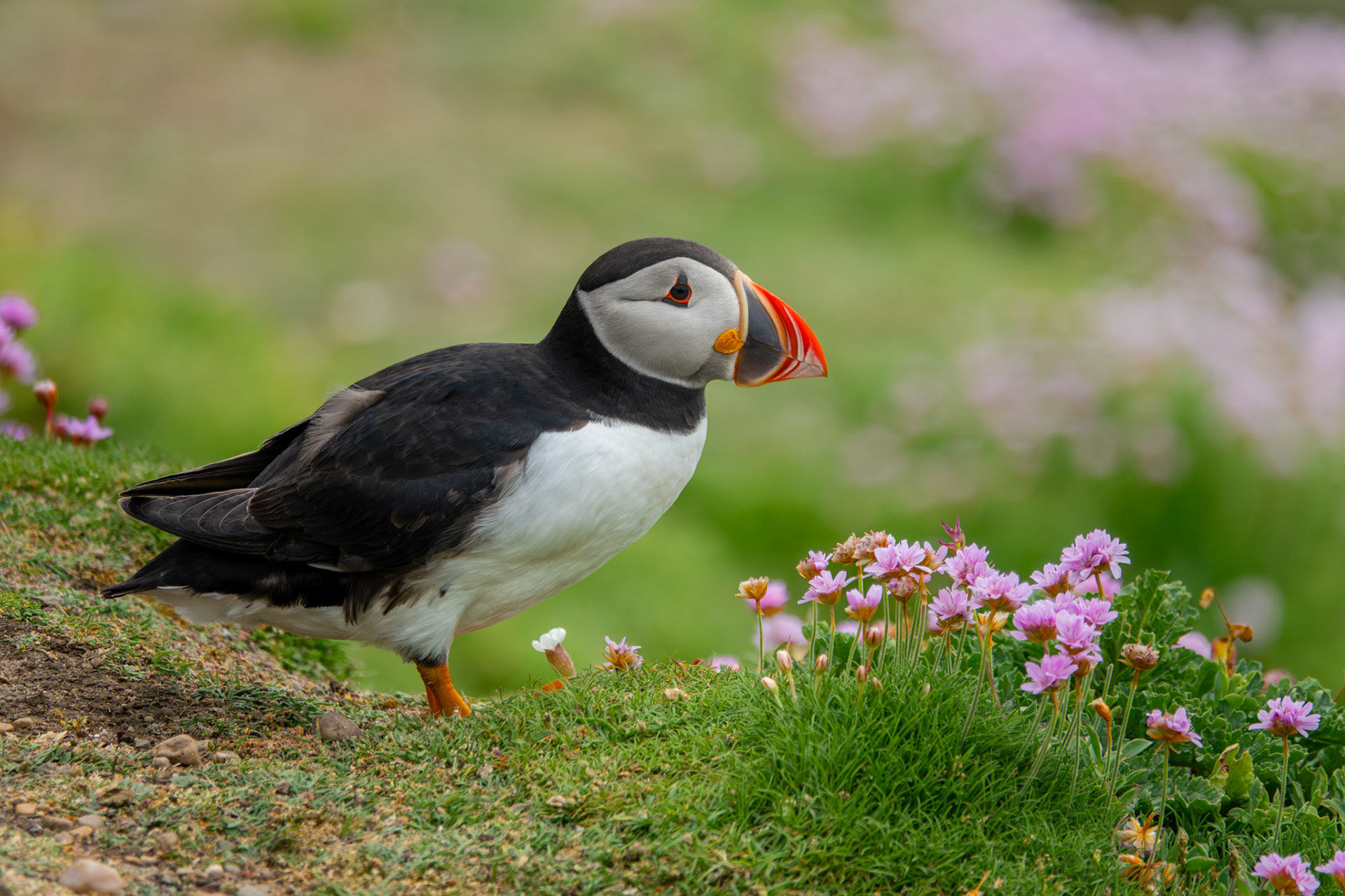 Alantic Puffin | Great Saltee Island, Co. Wexford