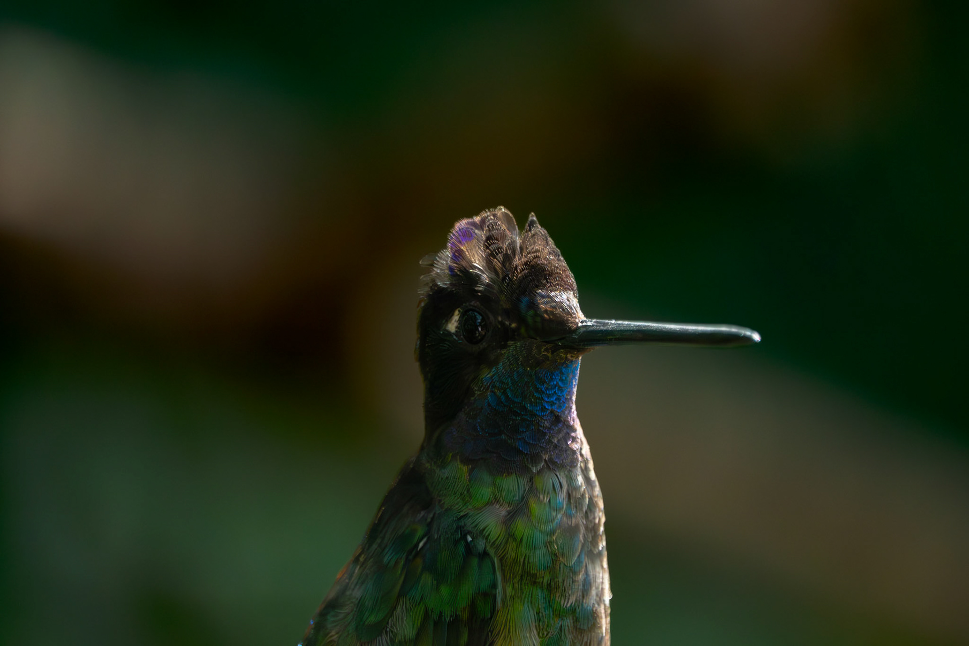Hummingbird | San Gerardo de Dota
