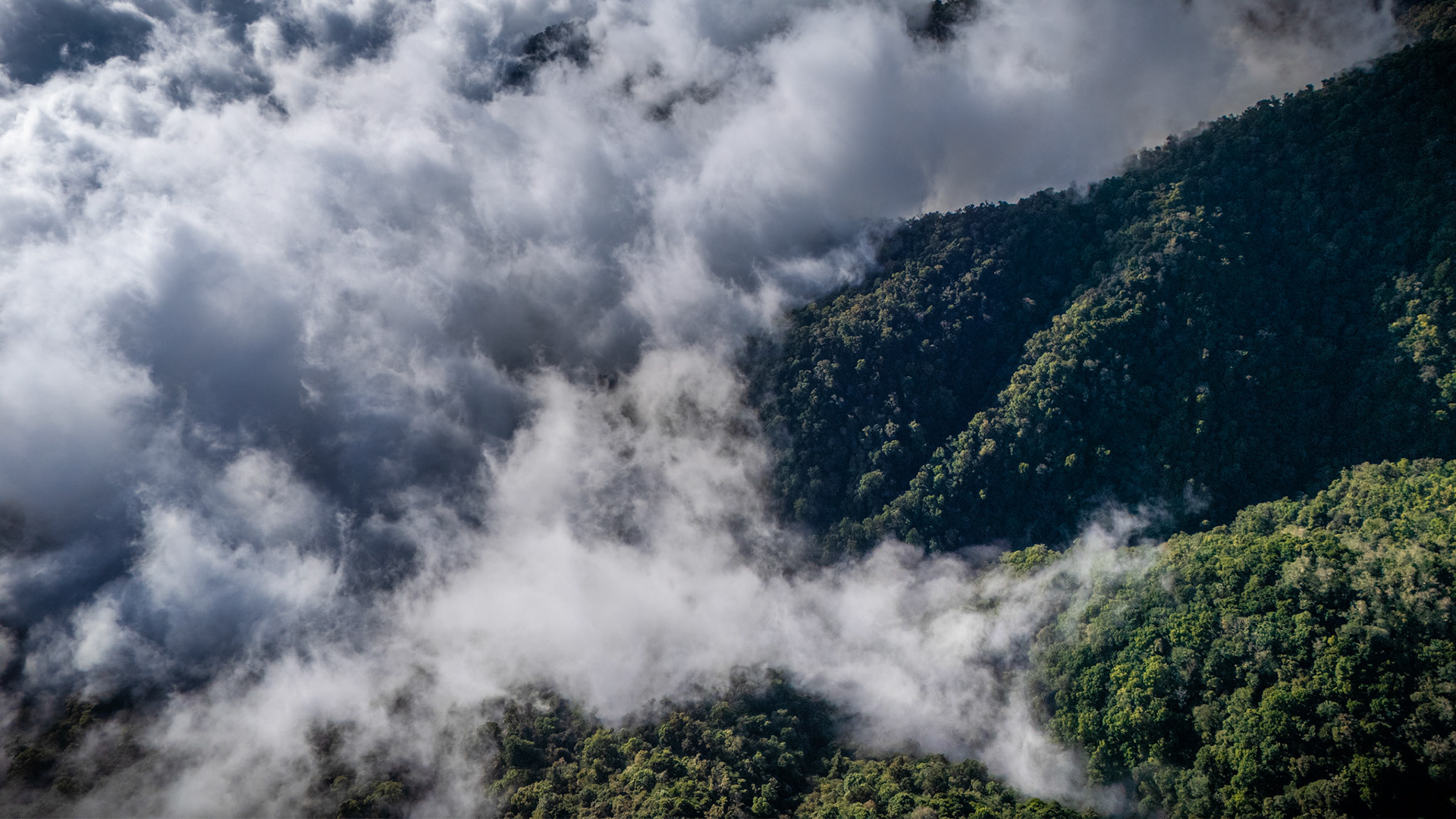 Cloud Forest | Pérez Zeledón, Costa Rica