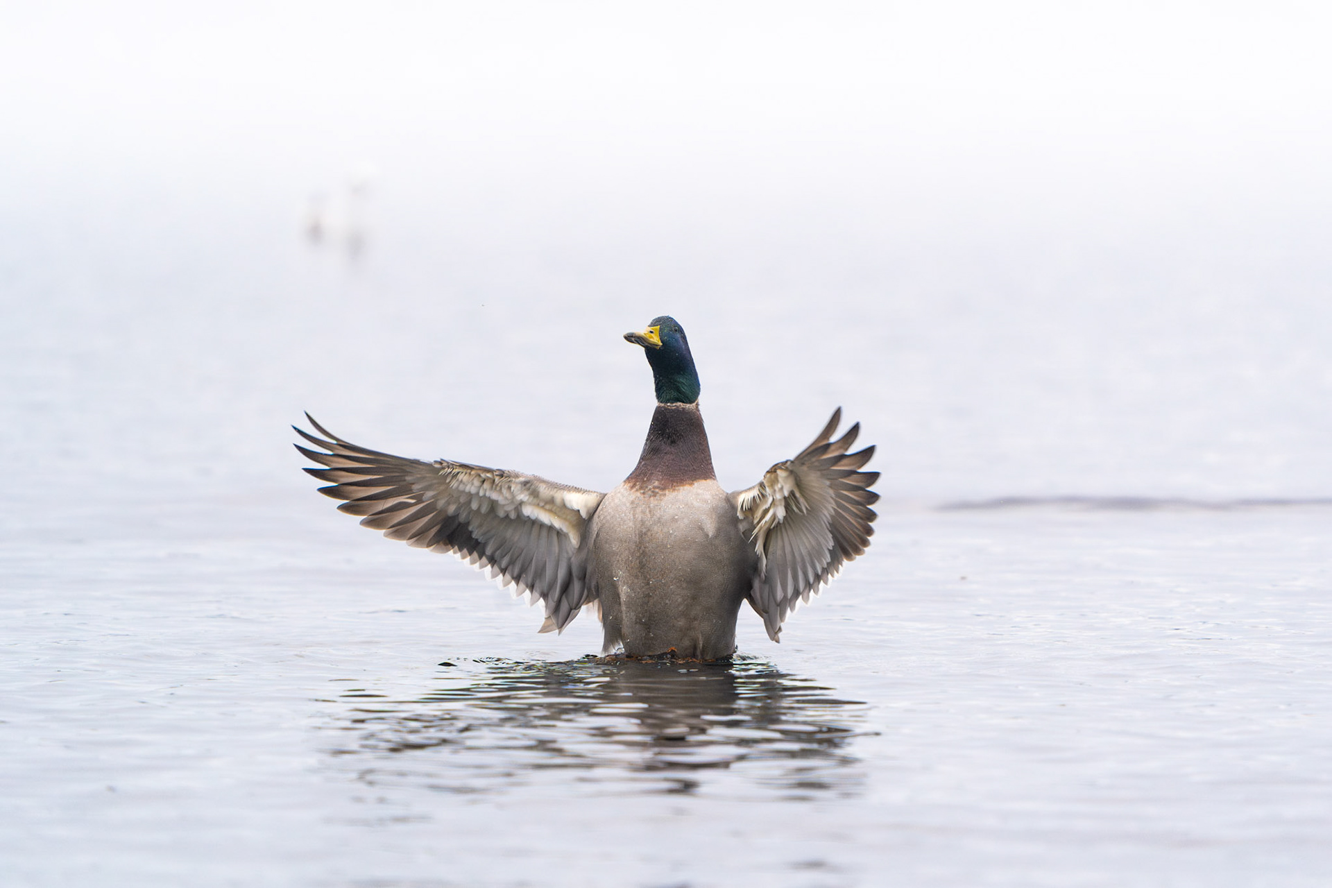 Male Mallard (Breeding Plumage) | Ballyallia Lough, Co. Clare