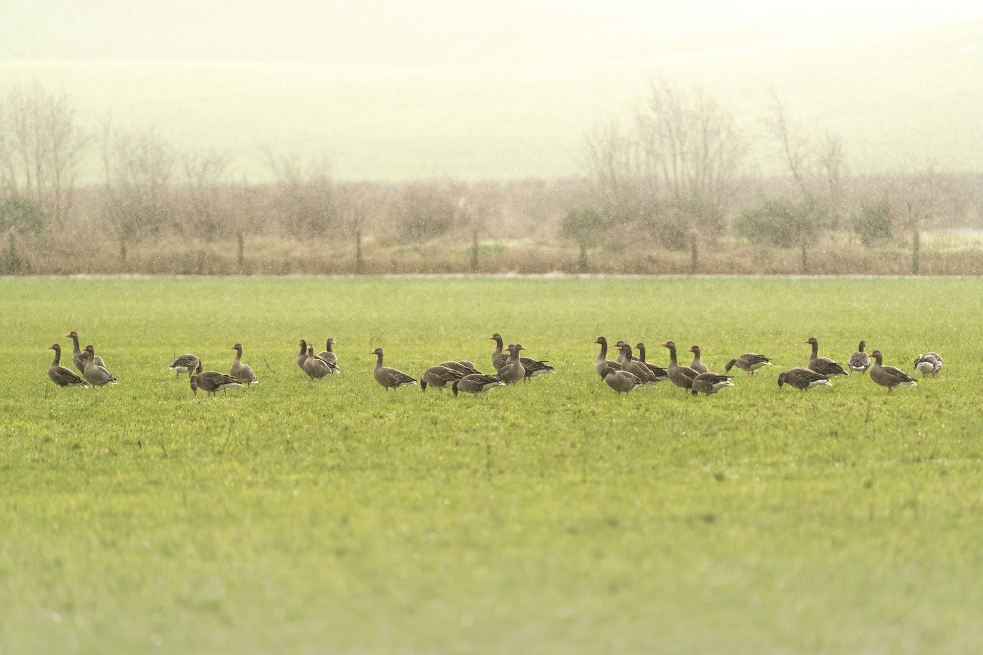 Greylag Geese | Inishowen Peninsula, Co. Donegal