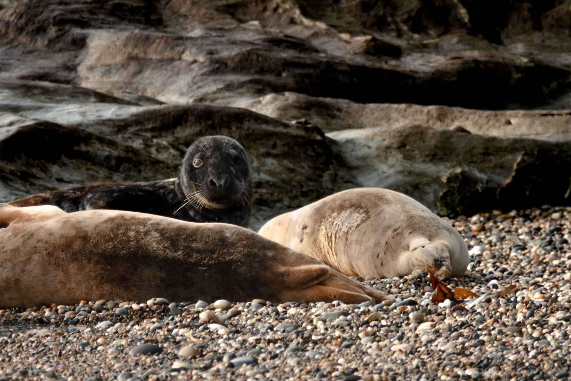 Grey Seals | Ceann Bhríde, Co. Wicklow