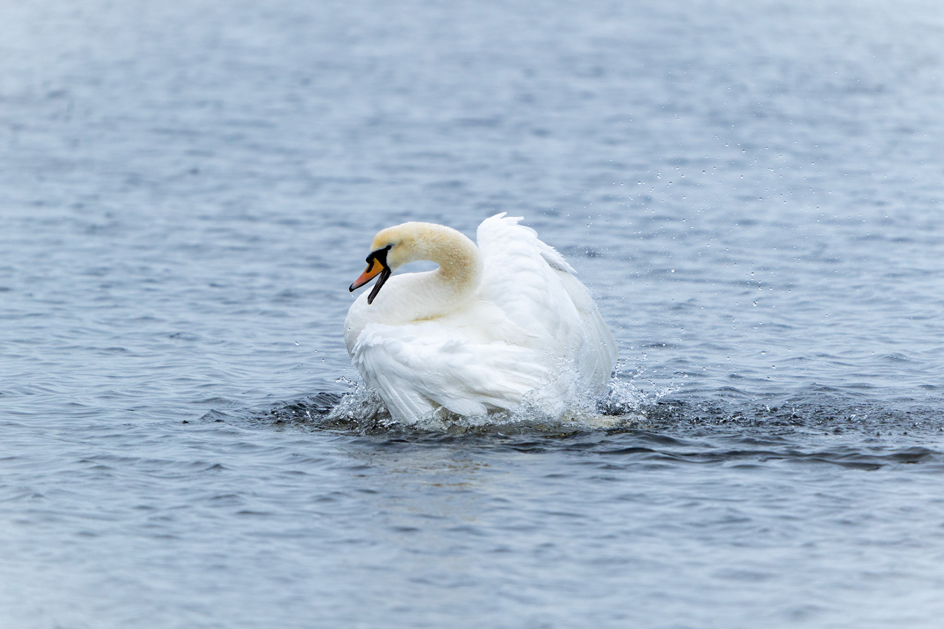 Mute Swan | Kinvarra, Co. Galway