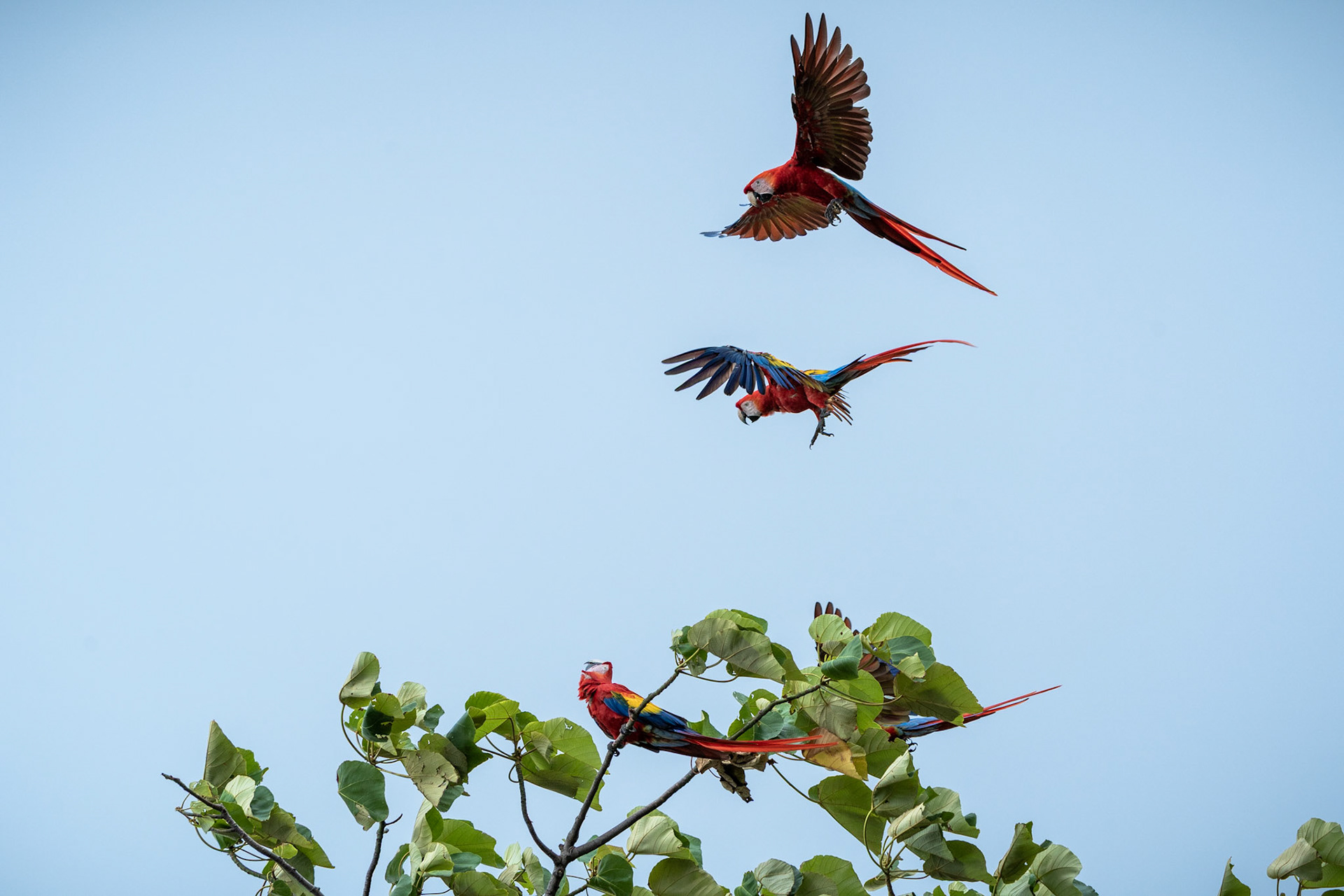 Scarlet Macaws | Jacó
