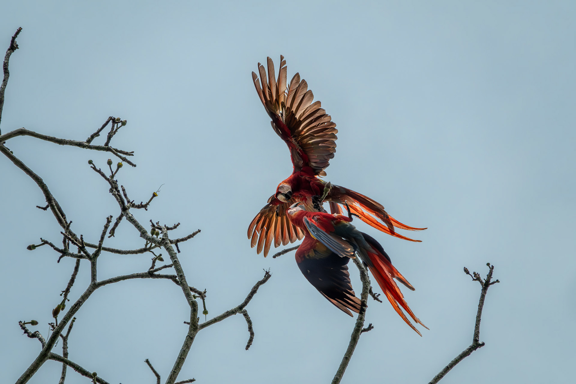 Scarlet Macaws | Osa Peninsula