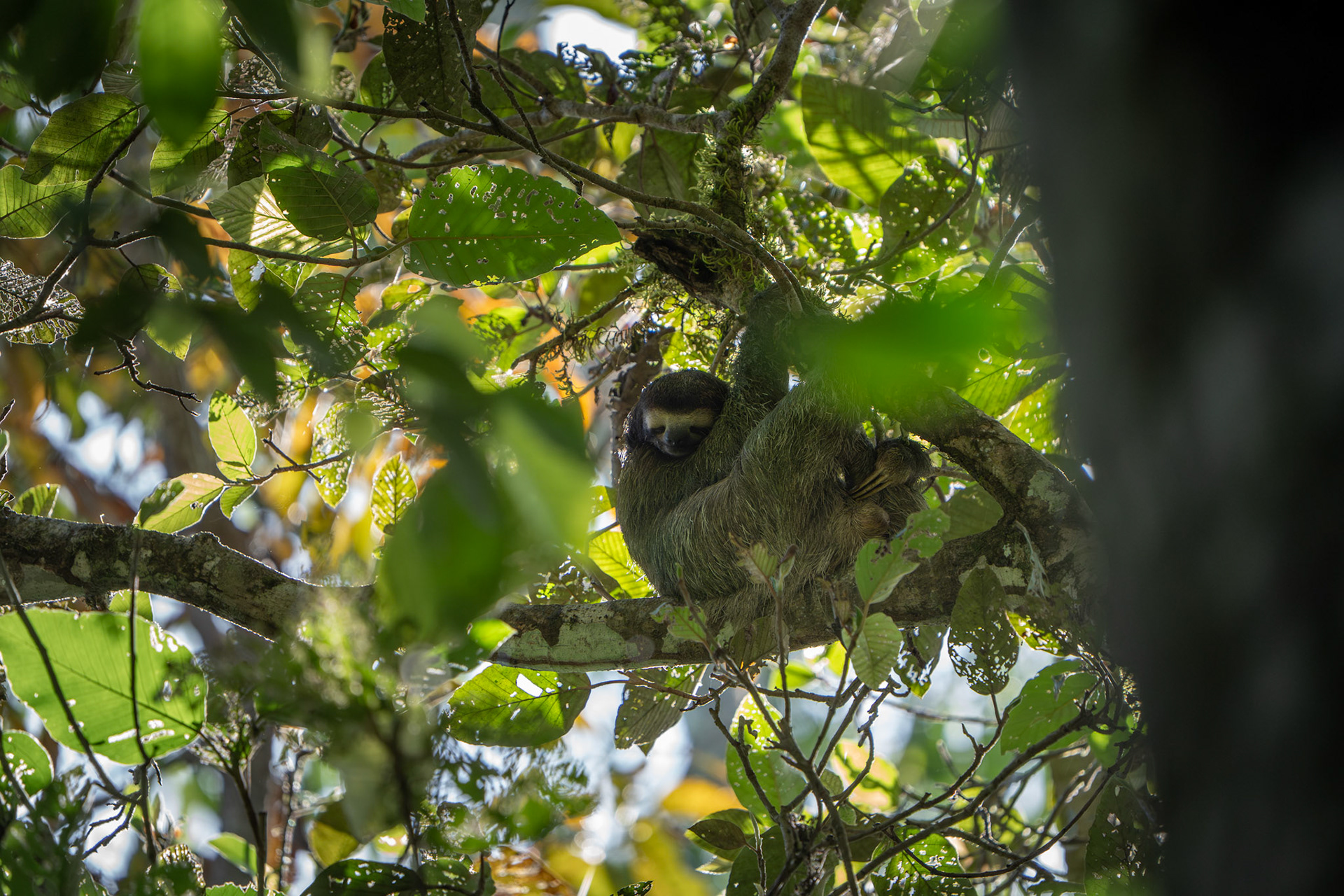Three-fingered Sloth | Osa Peninsula
