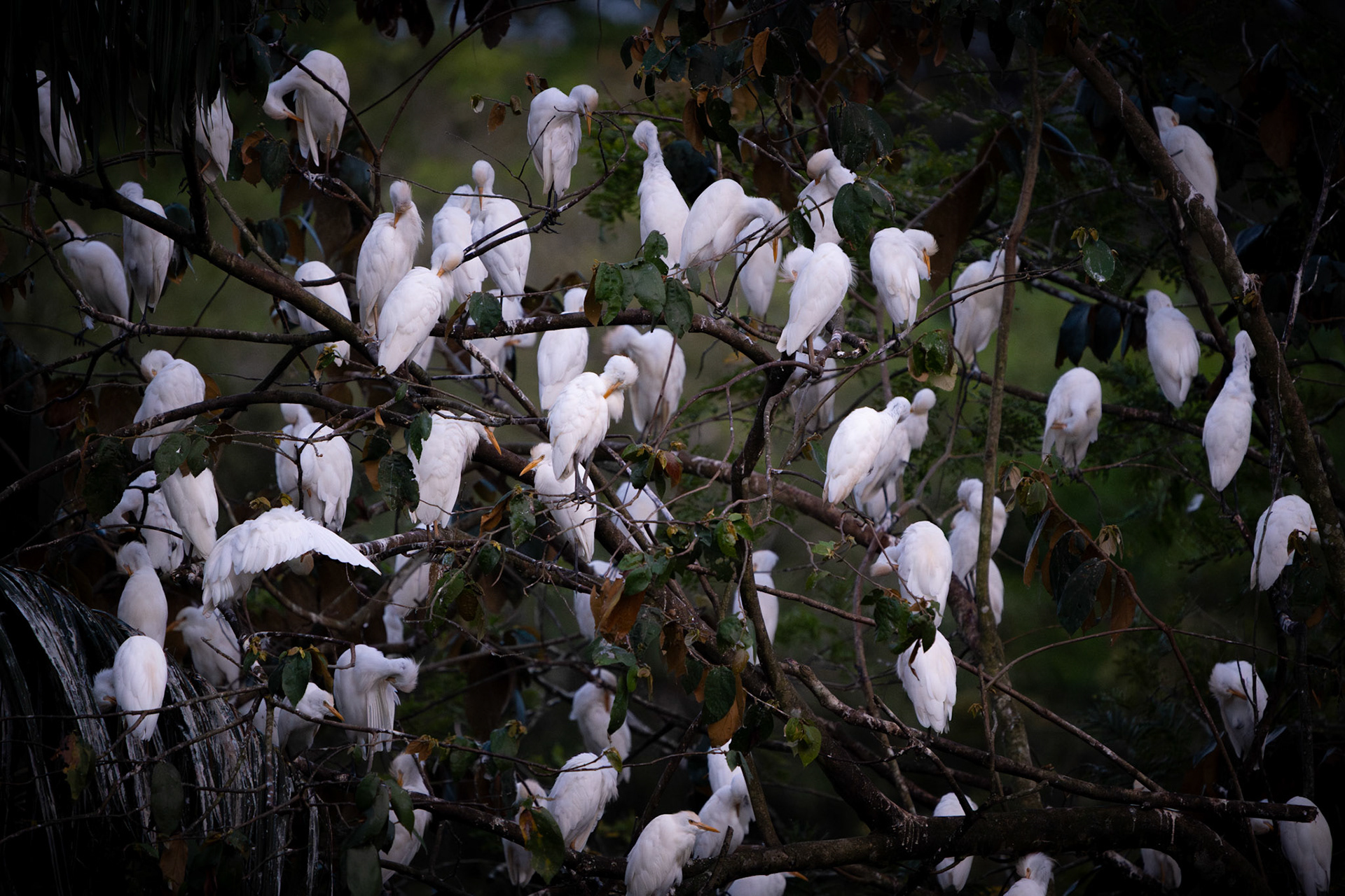 Western Cattle Egrets | Playa Blanca, Osa Peninsula