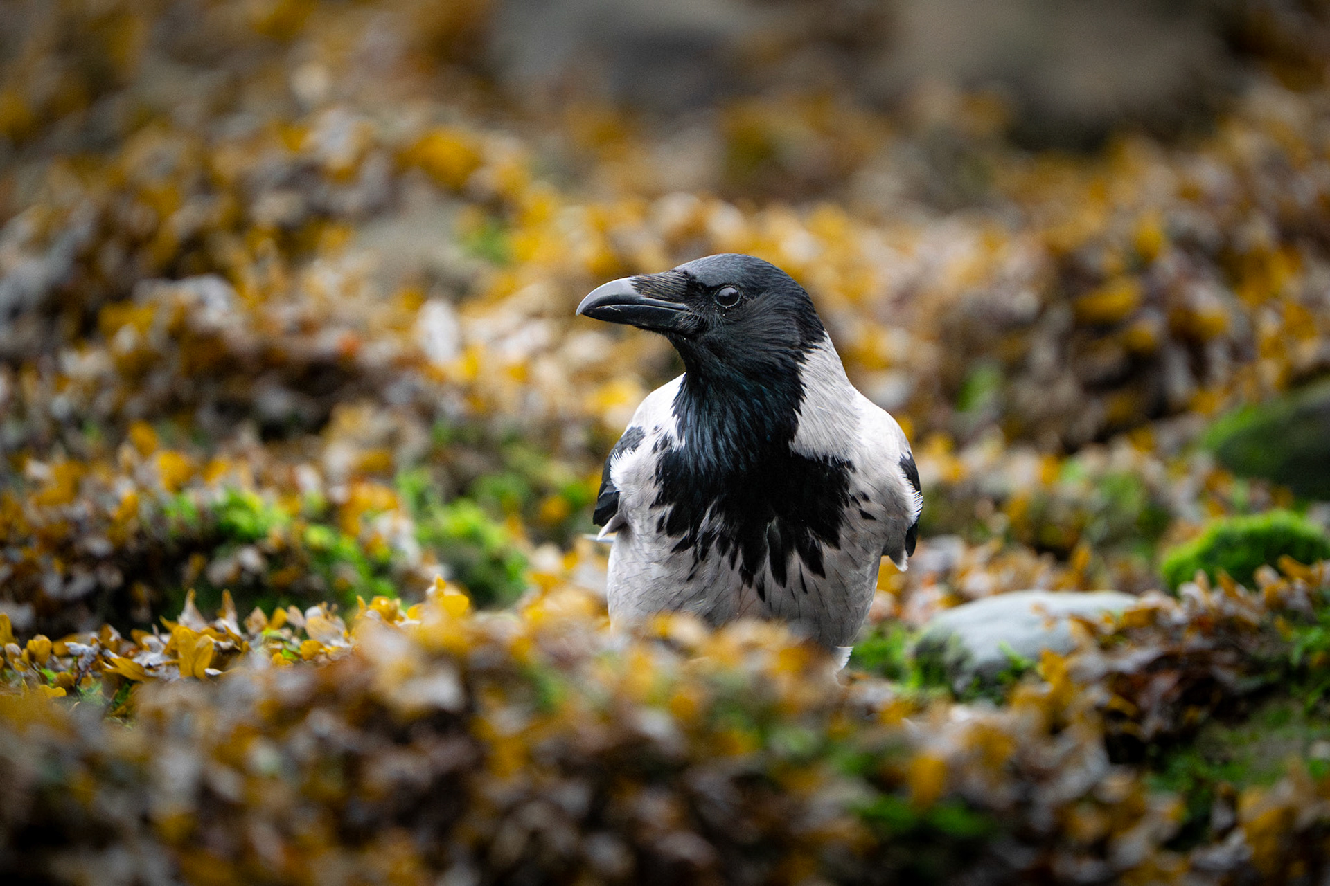 Hooded Crow | Kinvarra, Co. Galway
