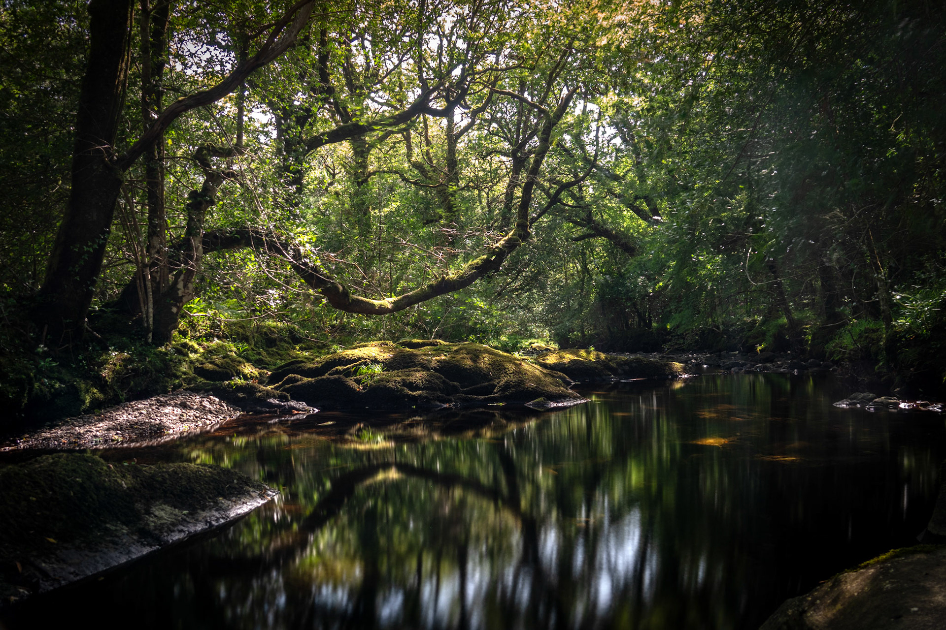 Glengarriff Woods | Beara Peninsula, Co. Cork