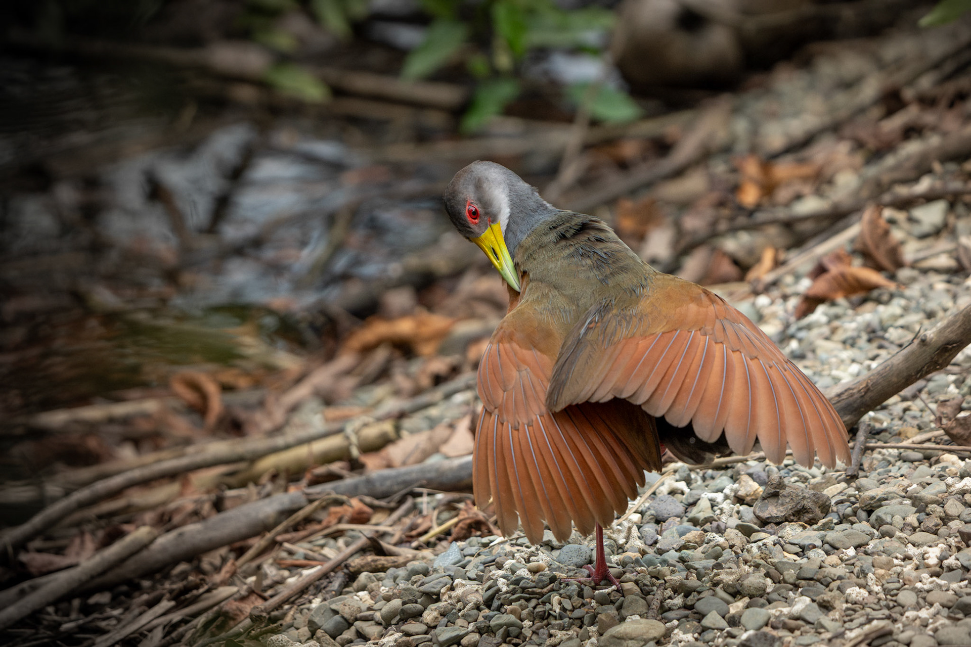 Wood-rail | Playa Blanca, Osa Peninsula