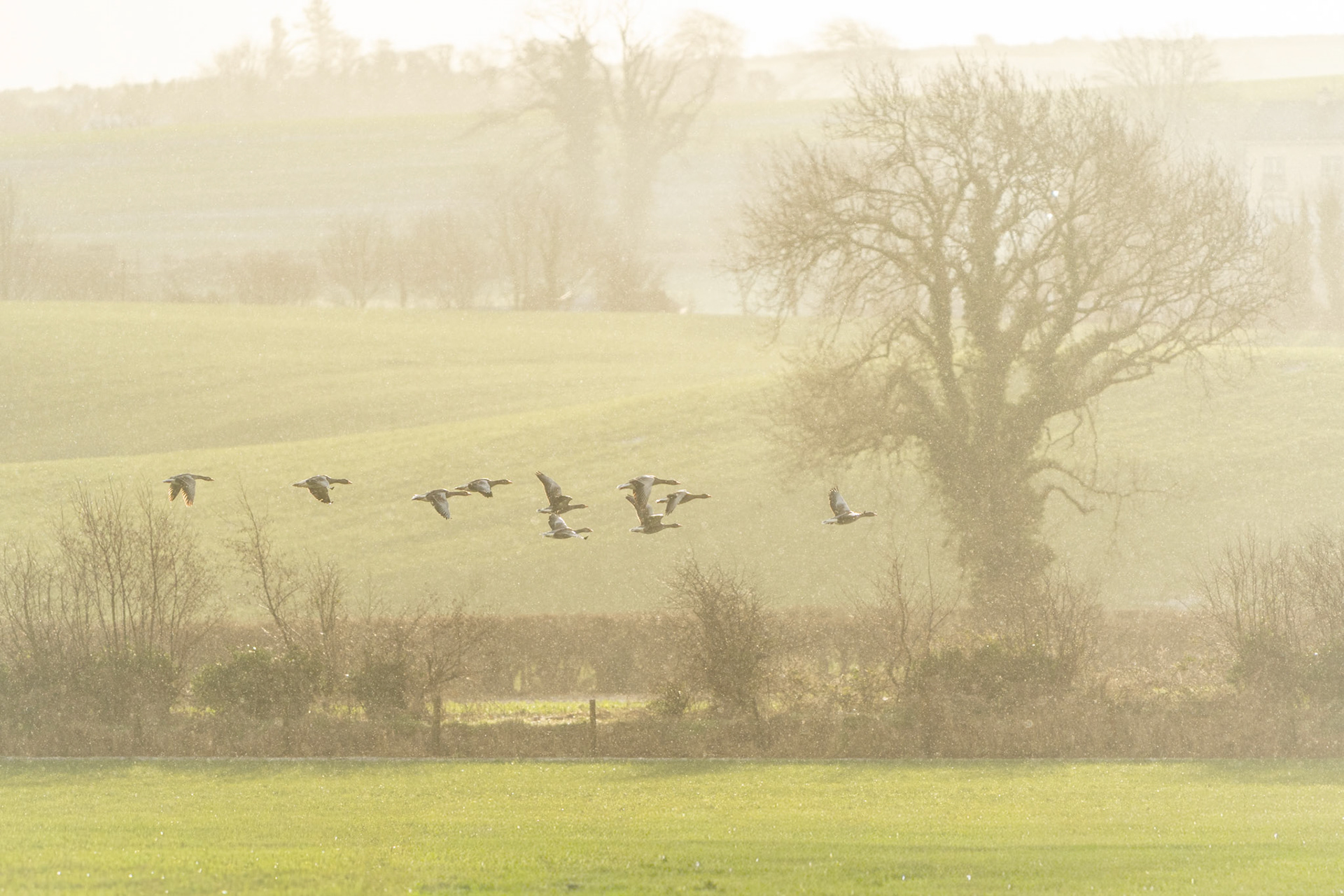 Greylag Geese | Inishowen Peninsula, Co. Donegal