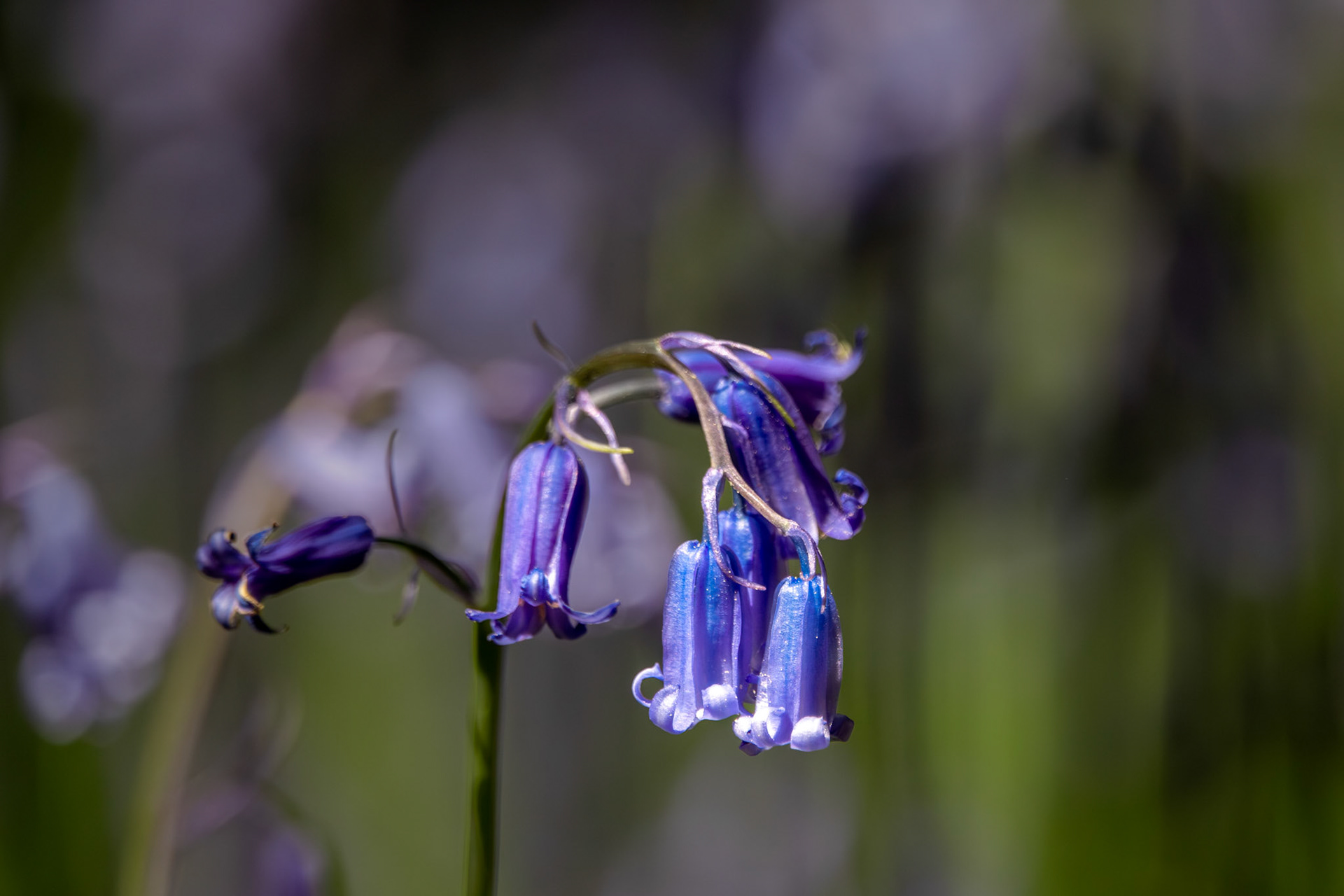 Common Bluebell | Vale of Clara, Co. Wicklow