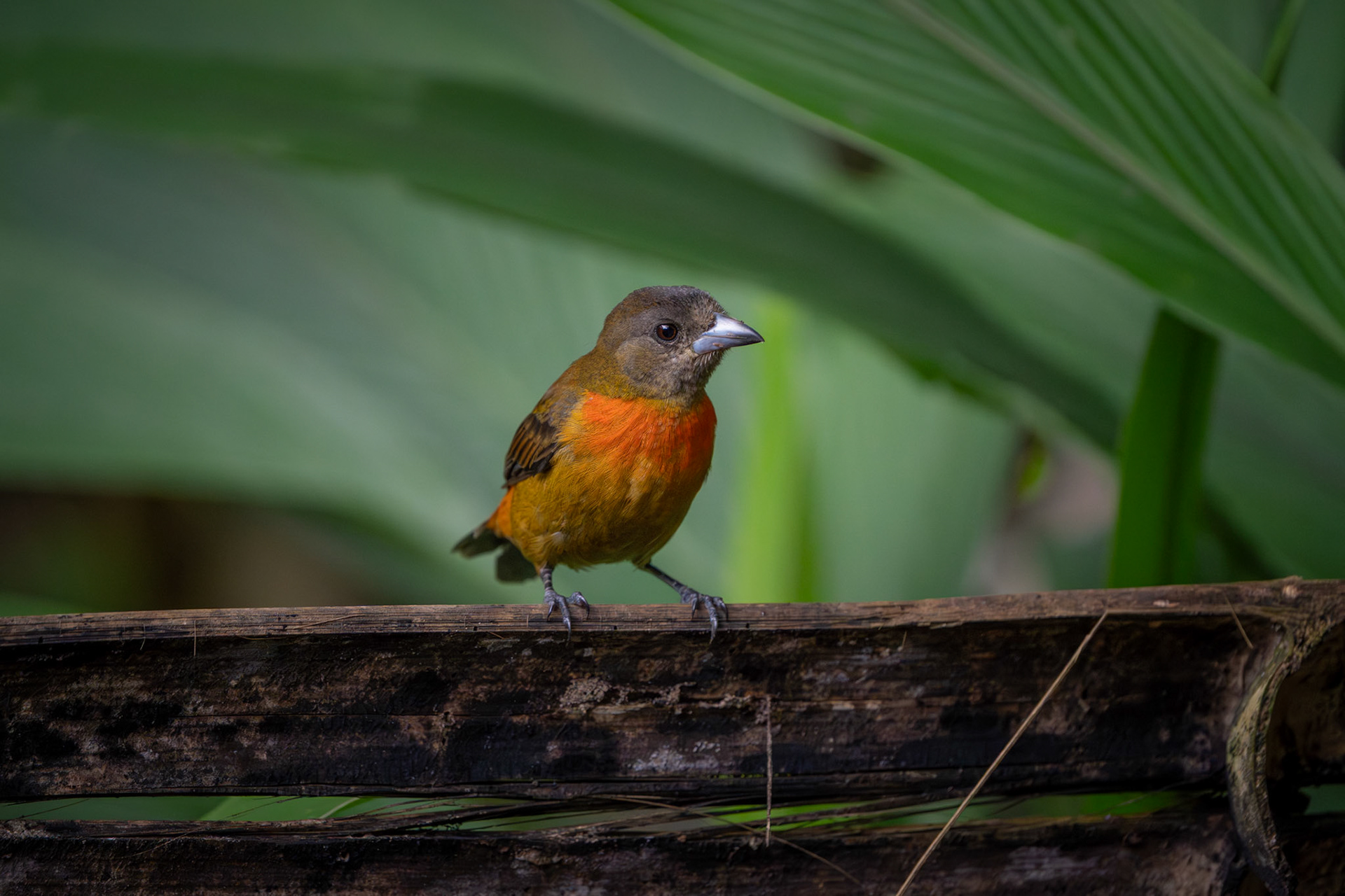 Scarlet-rumped Tanager (Female) | Puerto Jiménes, Osa Peninsula