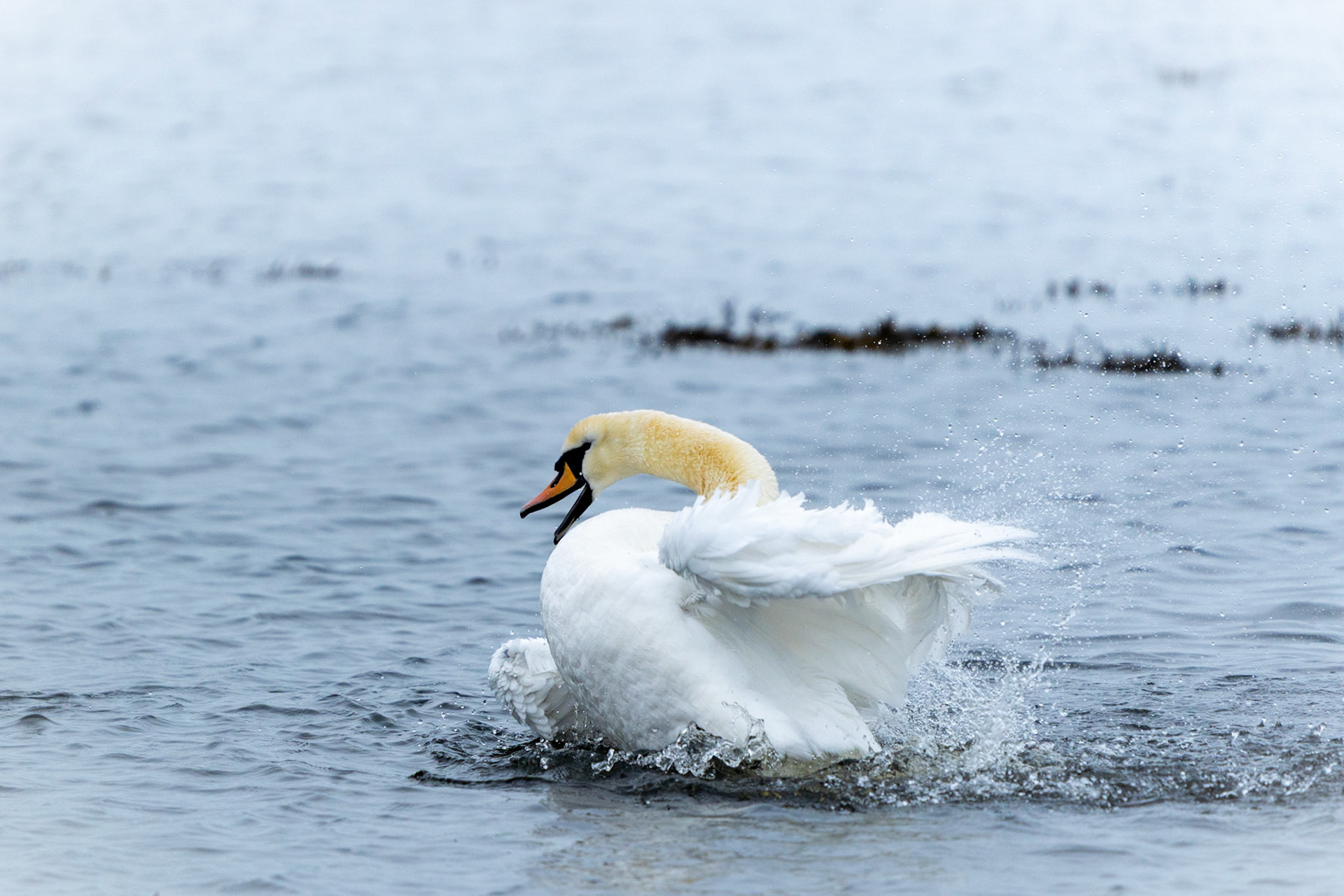 Mute Swan | Kinvarra, Co. Galway