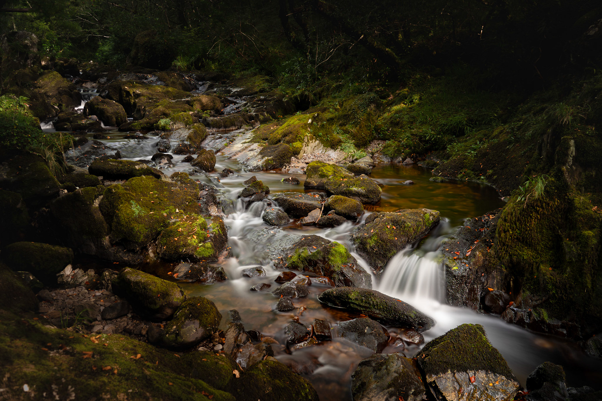 Glengarriff Woods | Beara Peninsula, Co. Cork