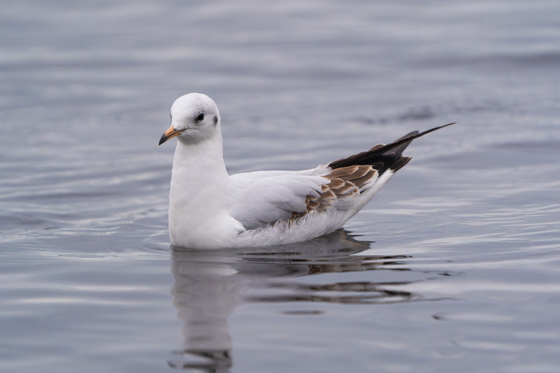 Black-headed Gull | Ballyallia Lough, Co. Clare