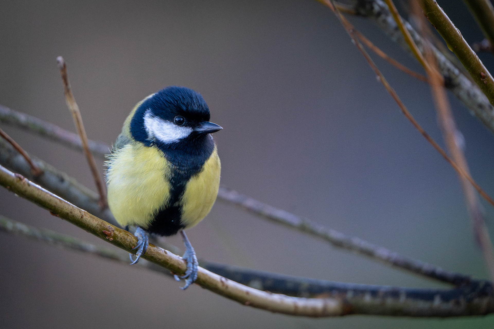Great Tit | Eurasian Chaffinch (Male) | Inch Wildfowl Reserve, Co. Donegal