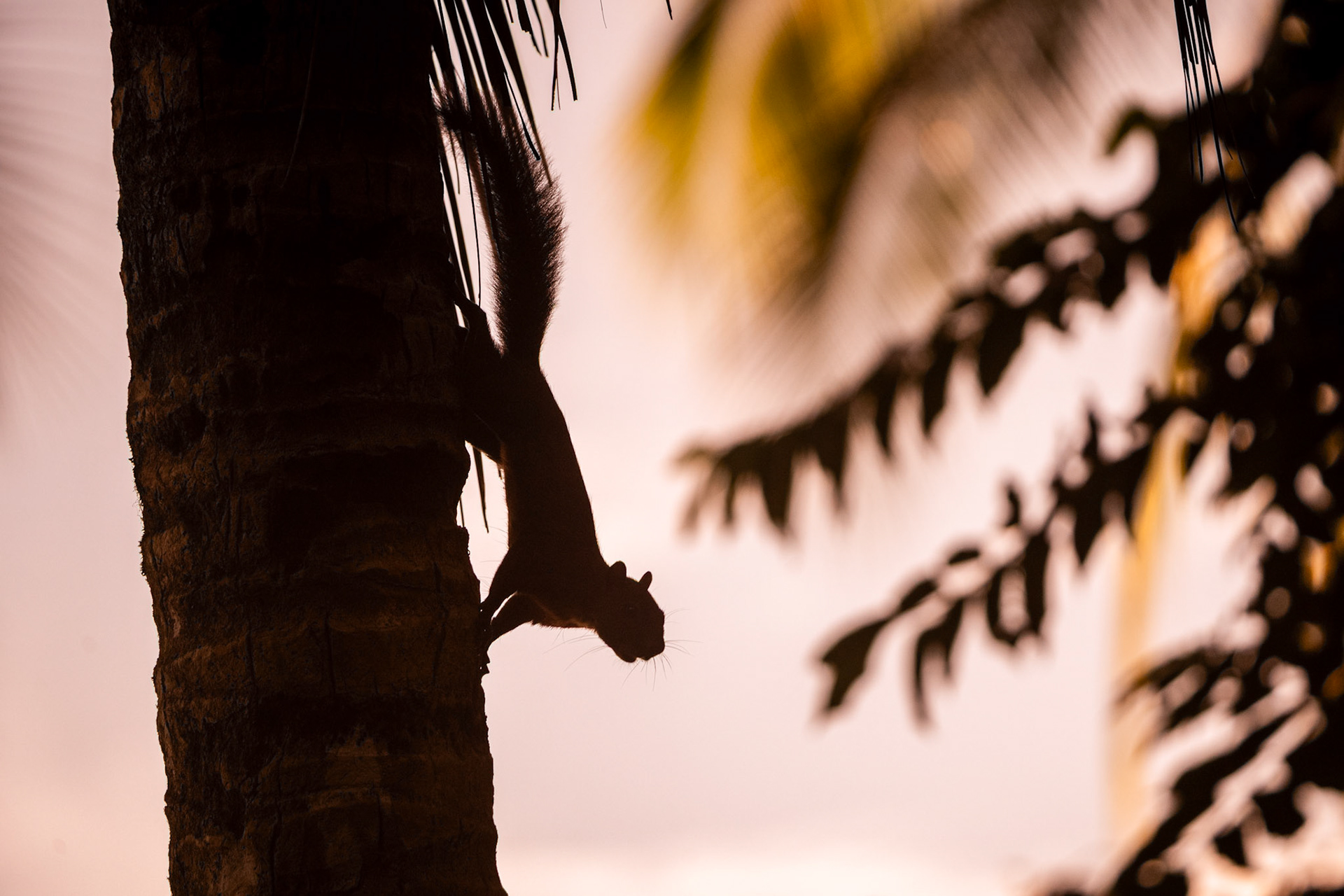 Squirrel | Playa Juanito Mora, Osa Peninsula