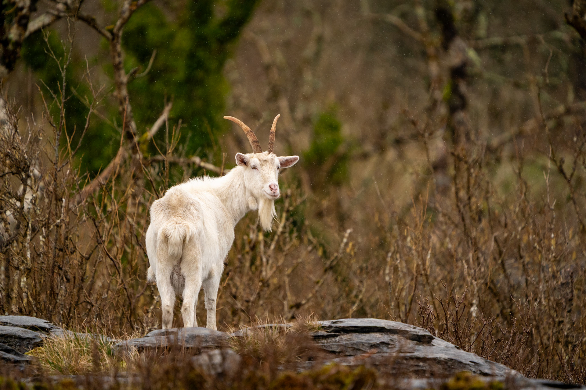 Feral Goat | Burren, Co. Clare