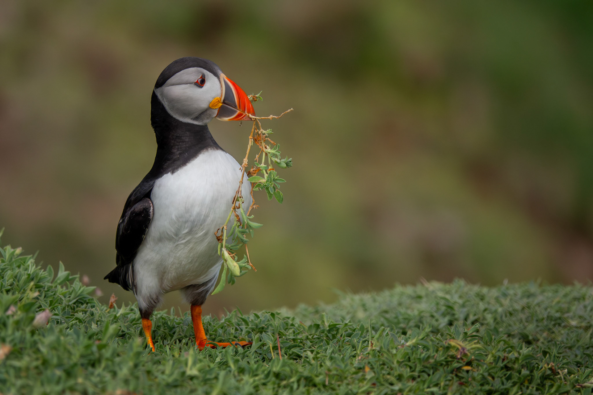 Alantic Puffin | Great Saltee Island, Co. Wexford