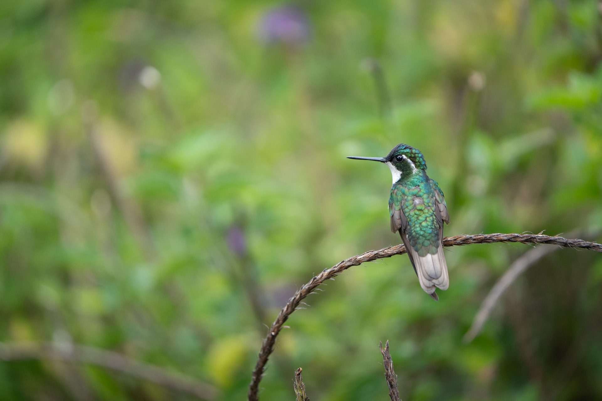 White-throated Mountaingem (Male) | San Gerardo de Dota