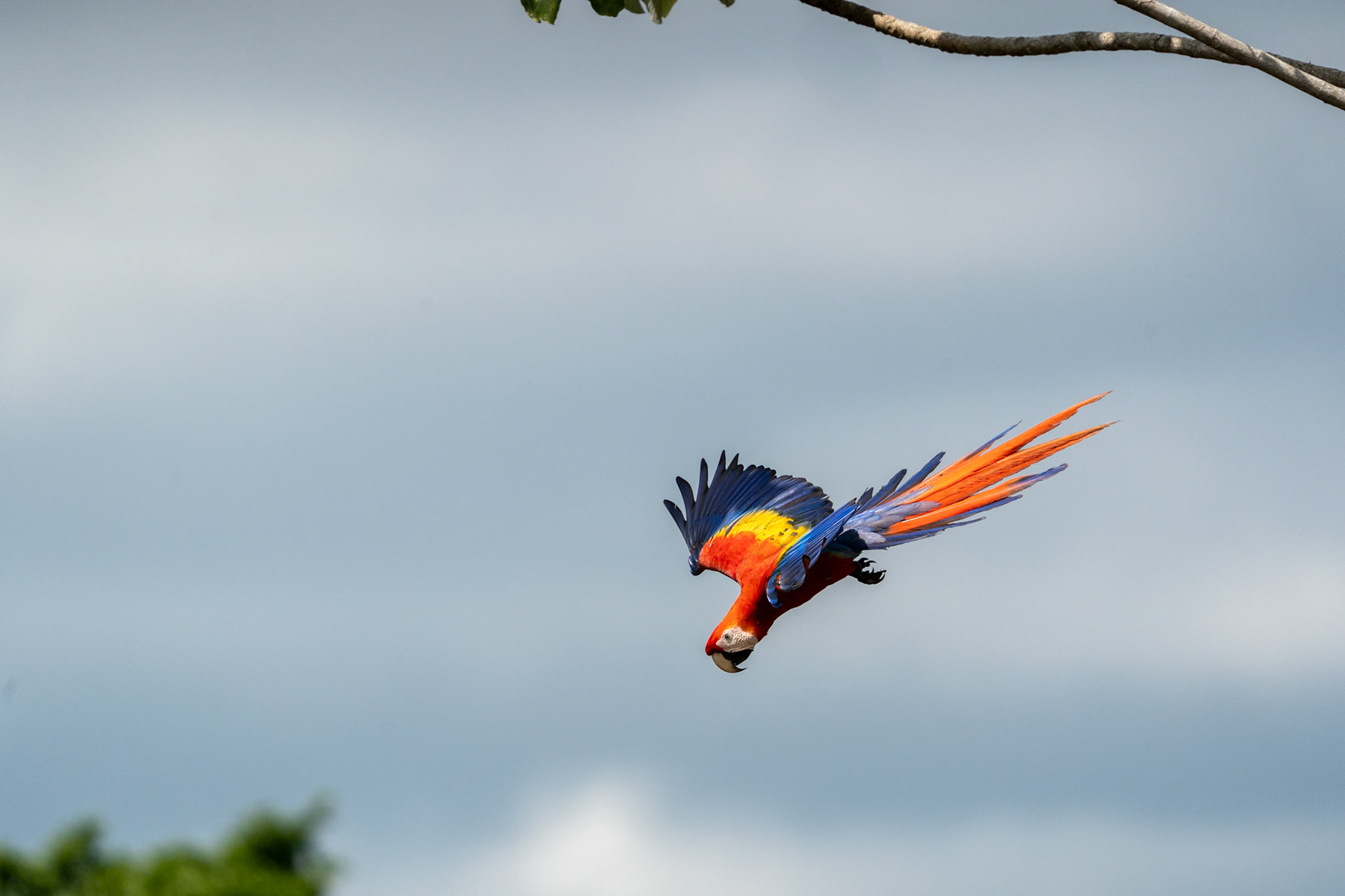 Scarlet Macaw | Osa Peninsula