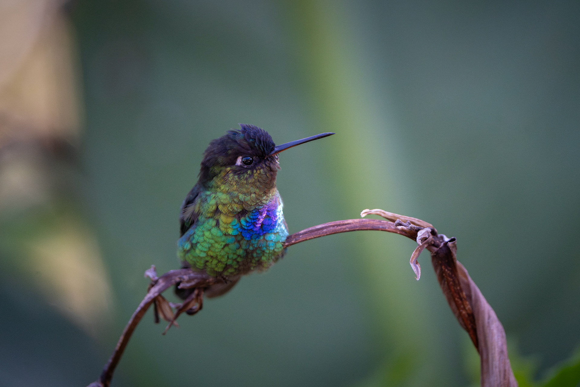 Fiery -thorated Hummingbird | San Gerardo de Dota