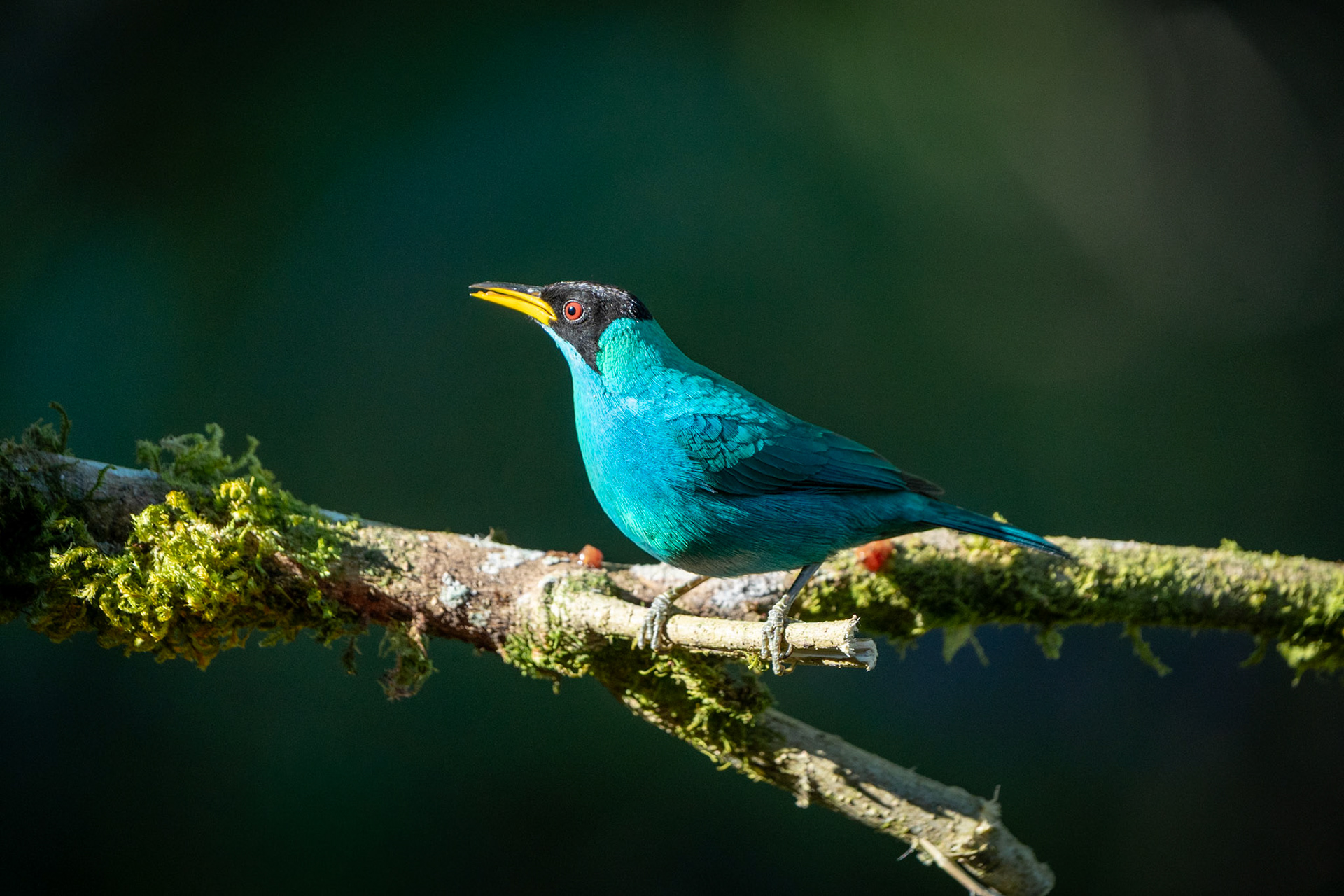 Green Honeycreeper (Male) | San Gerardo de Rivas