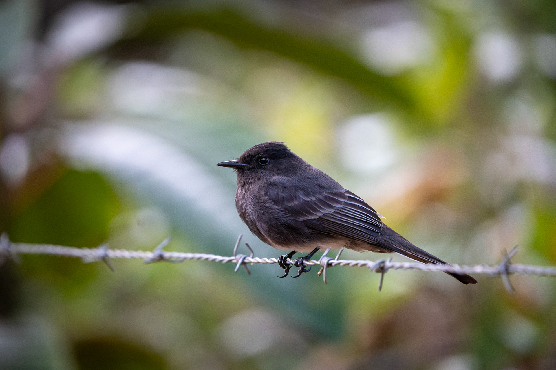 Black Phoebe | San Gerardo de Dota