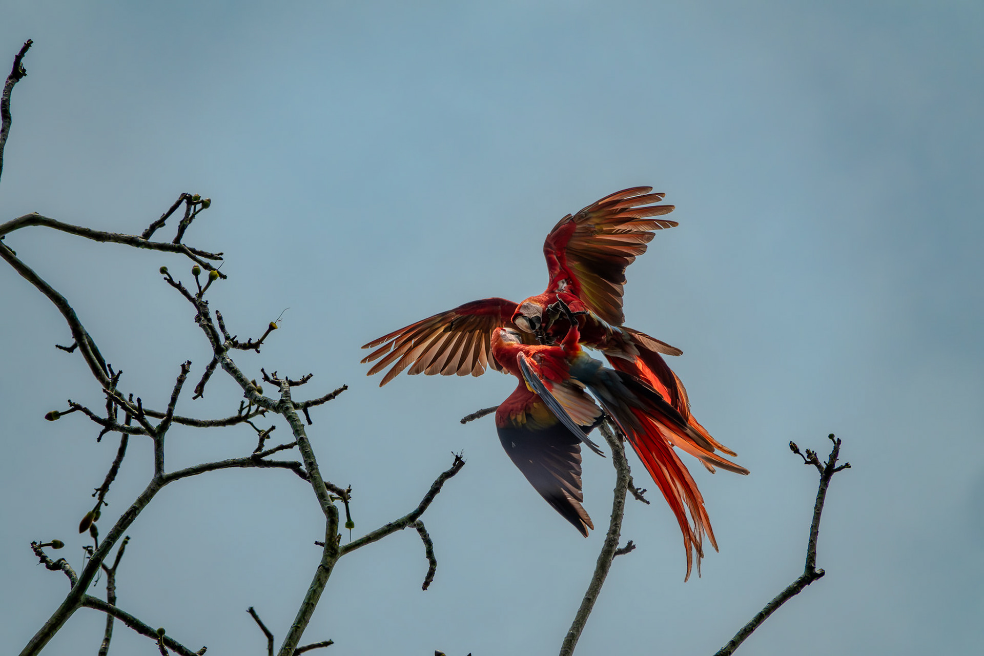 Scarlet Macaws | Osa Peninsula