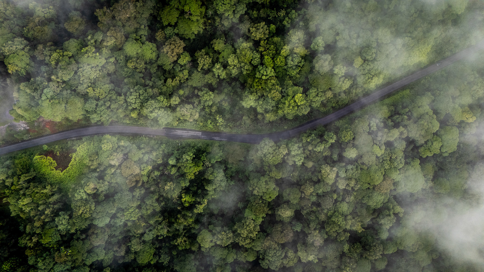 Jungle Road | Parque Nacional Piedras Blancas, Costa Rica