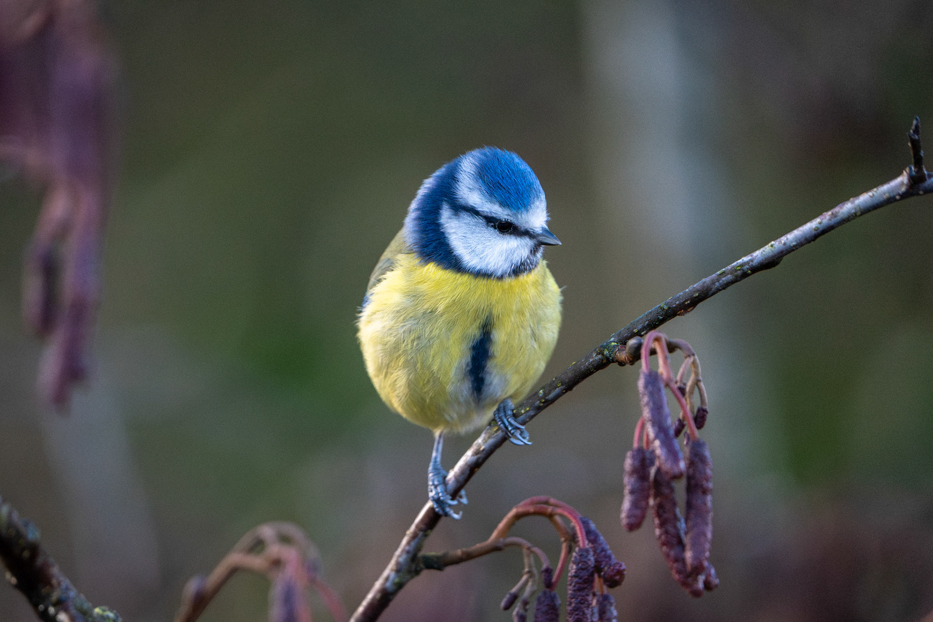 Blue Tit | Inch Wildfowl Reserve, Co. Donegal