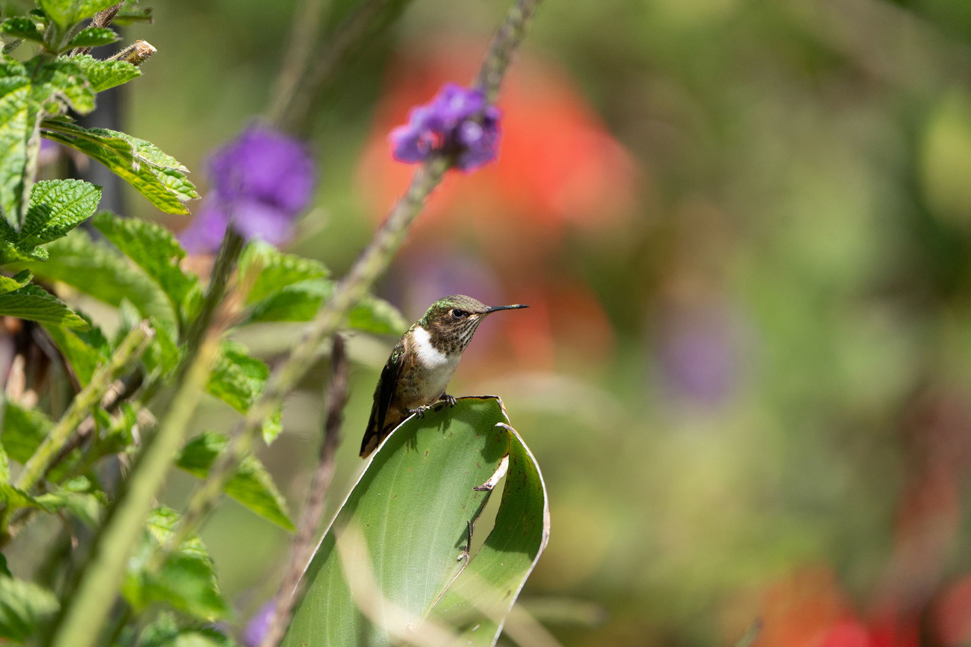 Scintillant Hummingbird (Female) | San Gerardo de Dota